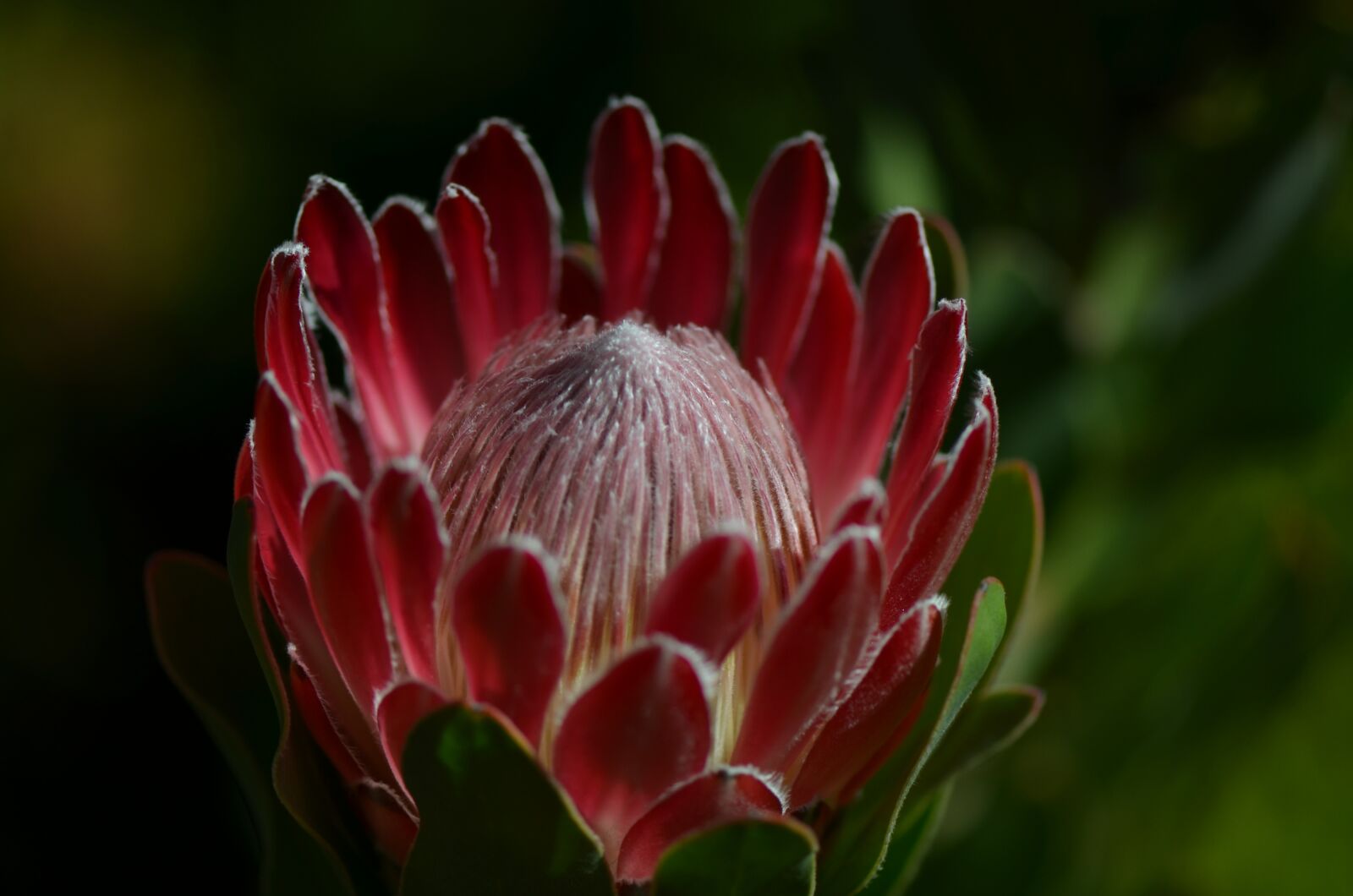 Nikon D7000 sample photo. Flower, waratah, flora photography