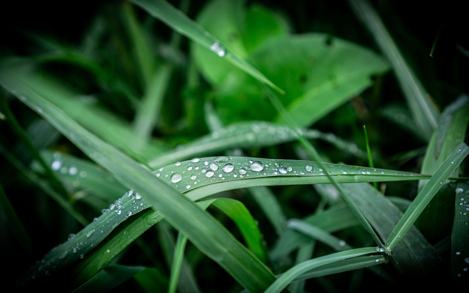 Sony a6000 + Sony E 35mm F1.8 OSS sample photo. Dew, beautiful dew, dew photography