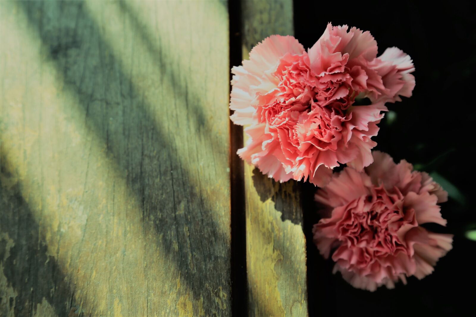 Canon EOS 6D + Canon EF 24-105mm F4L IS USM sample photo. Carnation, ph ng, hoa photography