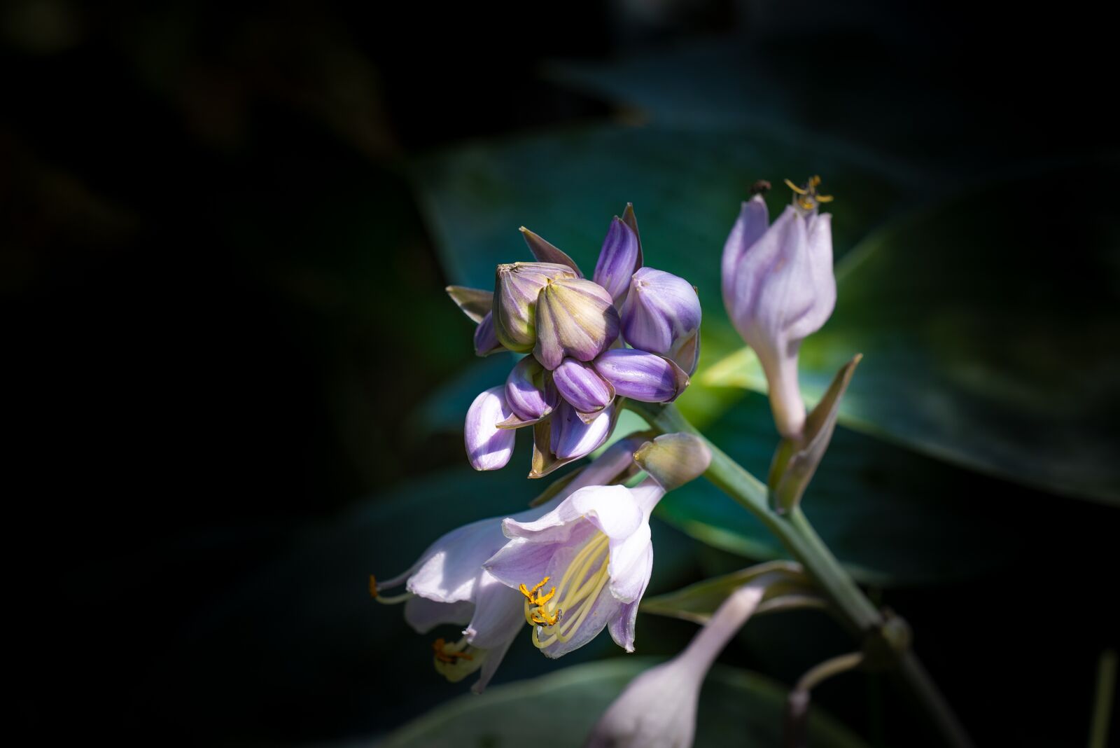 Nikon D750 sample photo. Blossom, bloom, bud photography