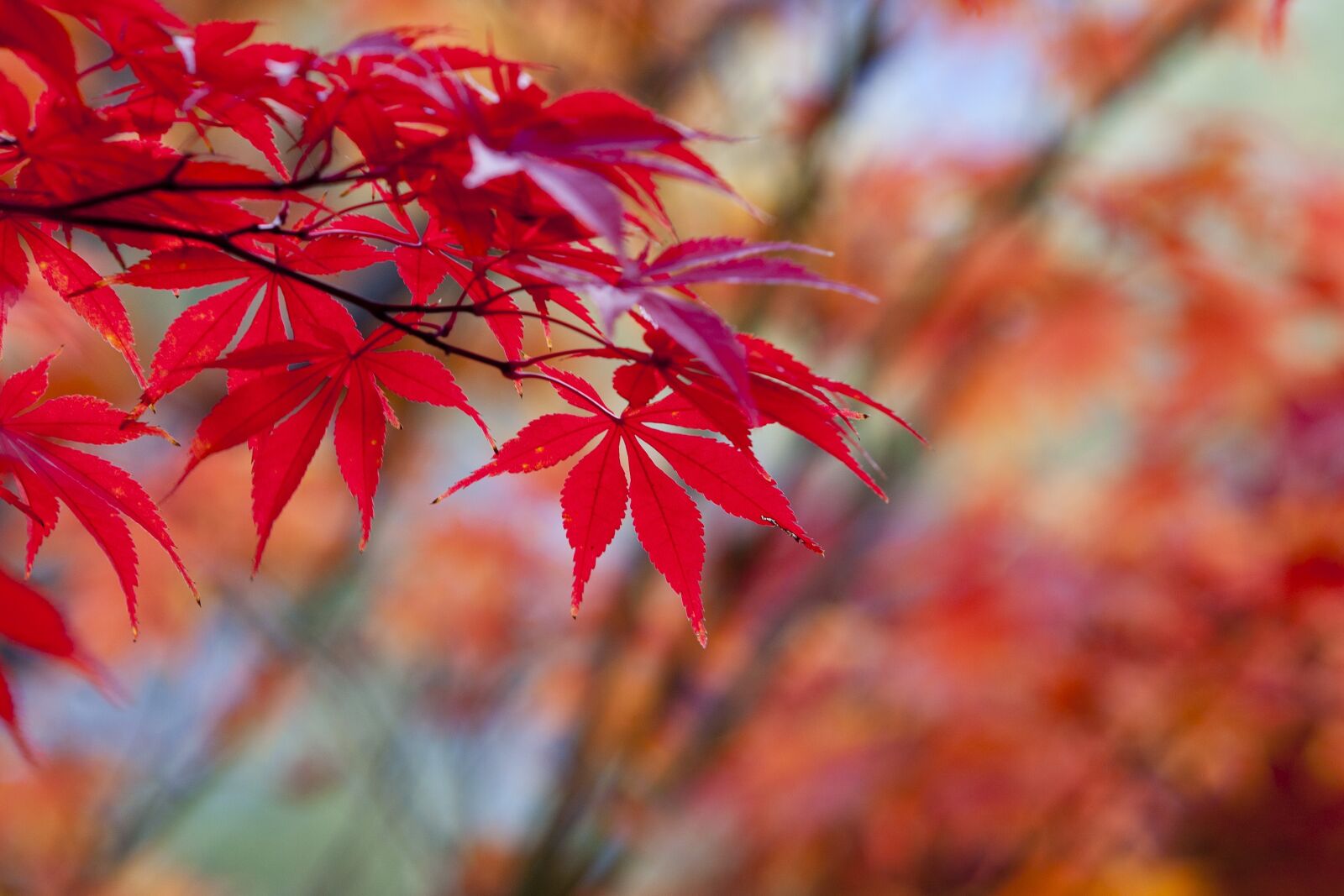 Canon EOS 5D sample photo. Autumn leaves, autumn, red photography
