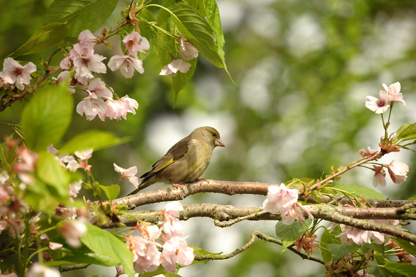 Nikon D3S sample photo. Greenfinch, fink, bird photography