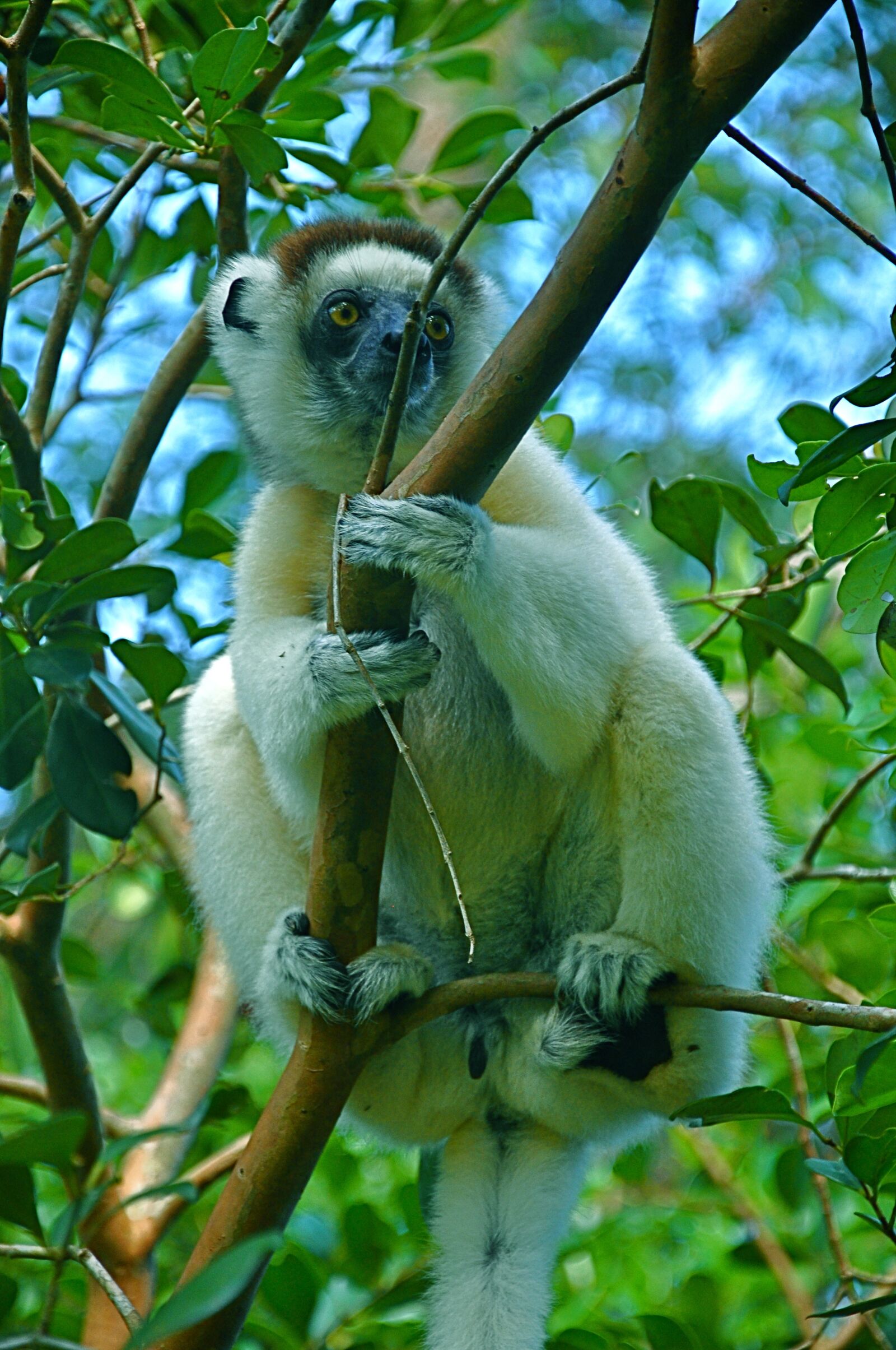 Nikon D90 sample photo. Monkey, zoo, mammal photography