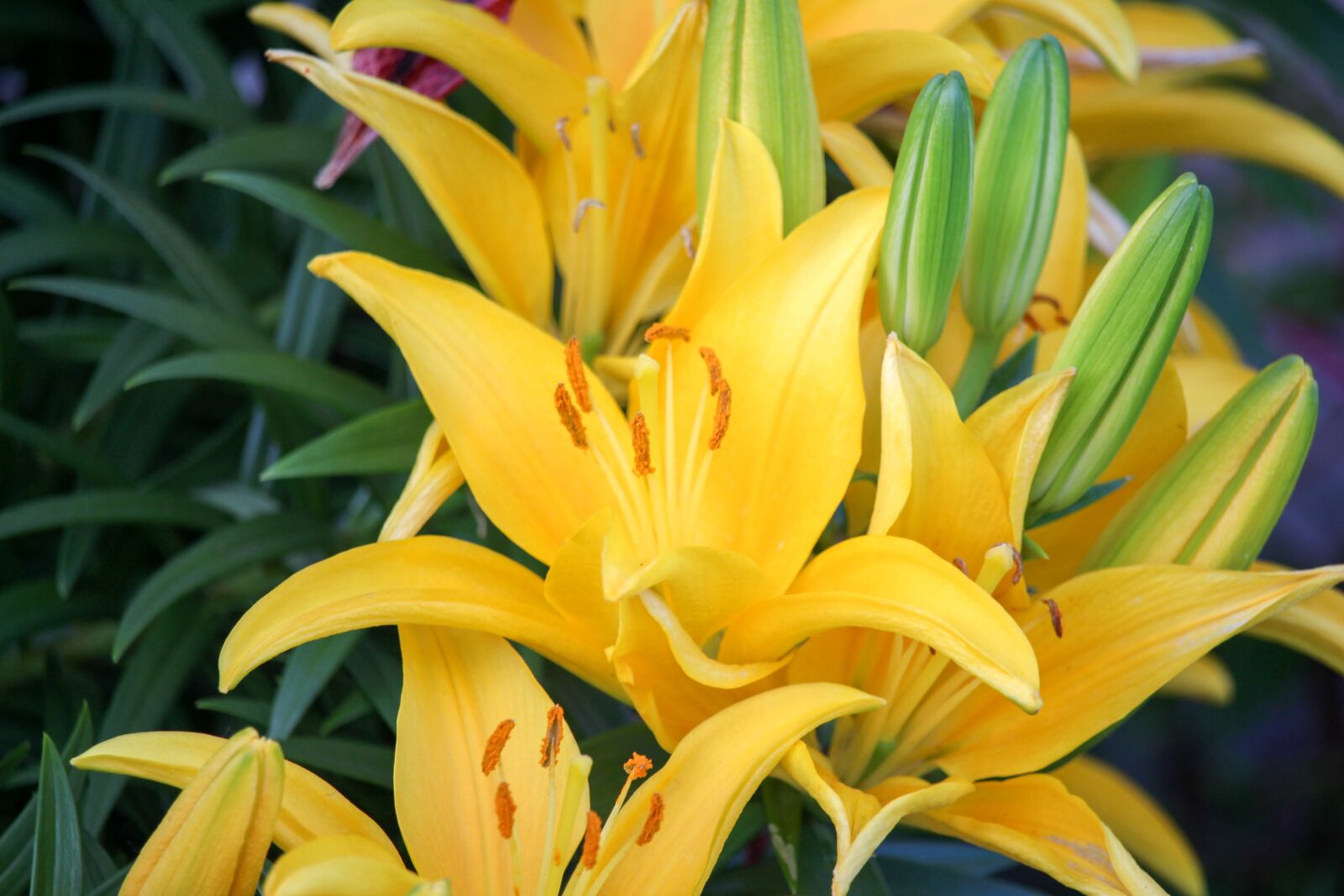 Canon EOS 700D (EOS Rebel T5i / EOS Kiss X7i) sample photo. Flowers, yellow, nectar photography