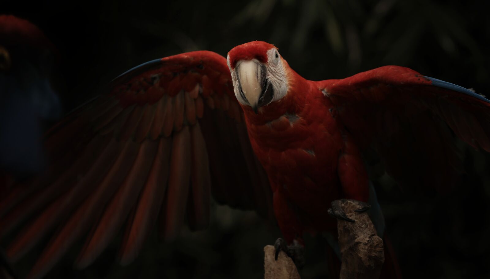 Canon EOS 5D Mark IV + Canon EF 70-200mm F4L USM sample photo. Macaw, animal, parrot photography
