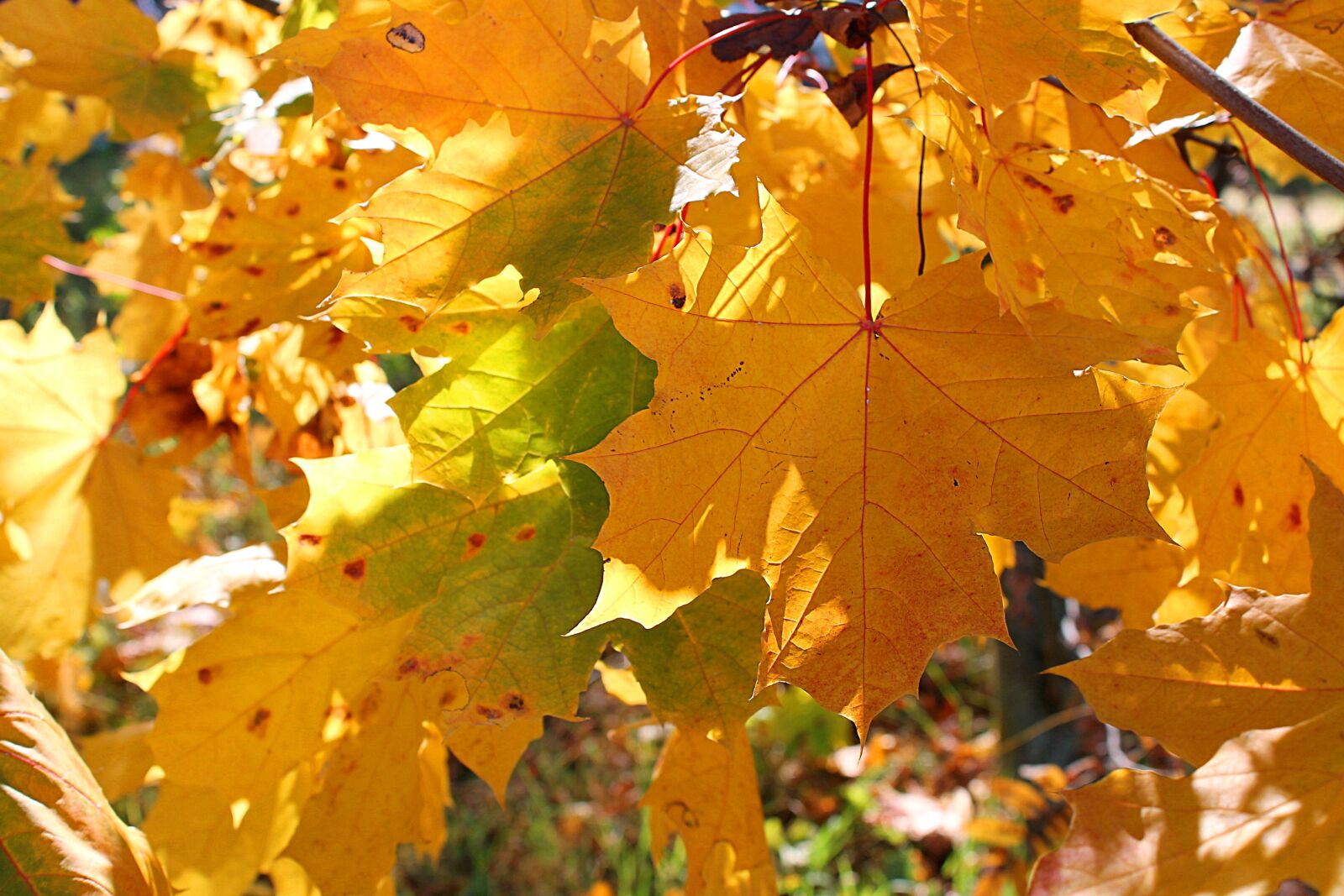 Canon EOS 1100D (EOS Rebel T3 / EOS Kiss X50) sample photo. Autumn, autumn leaves, sun photography