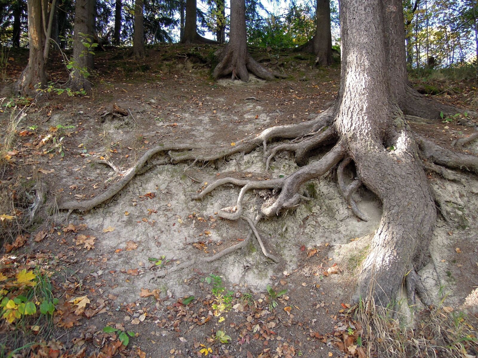 Nikon Coolpix P300 sample photo. The roots of the photography