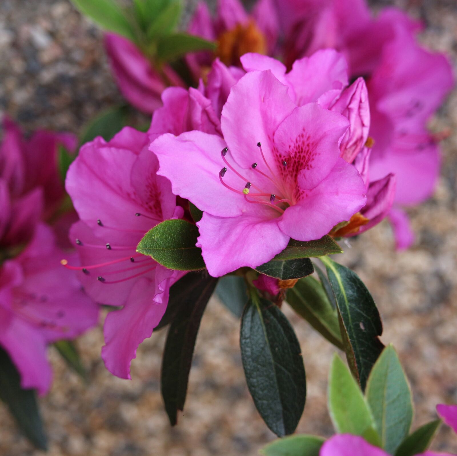 Canon EOS 700D (EOS Rebel T5i / EOS Kiss X7i) sample photo. Azalea, pink flowers, nature photography