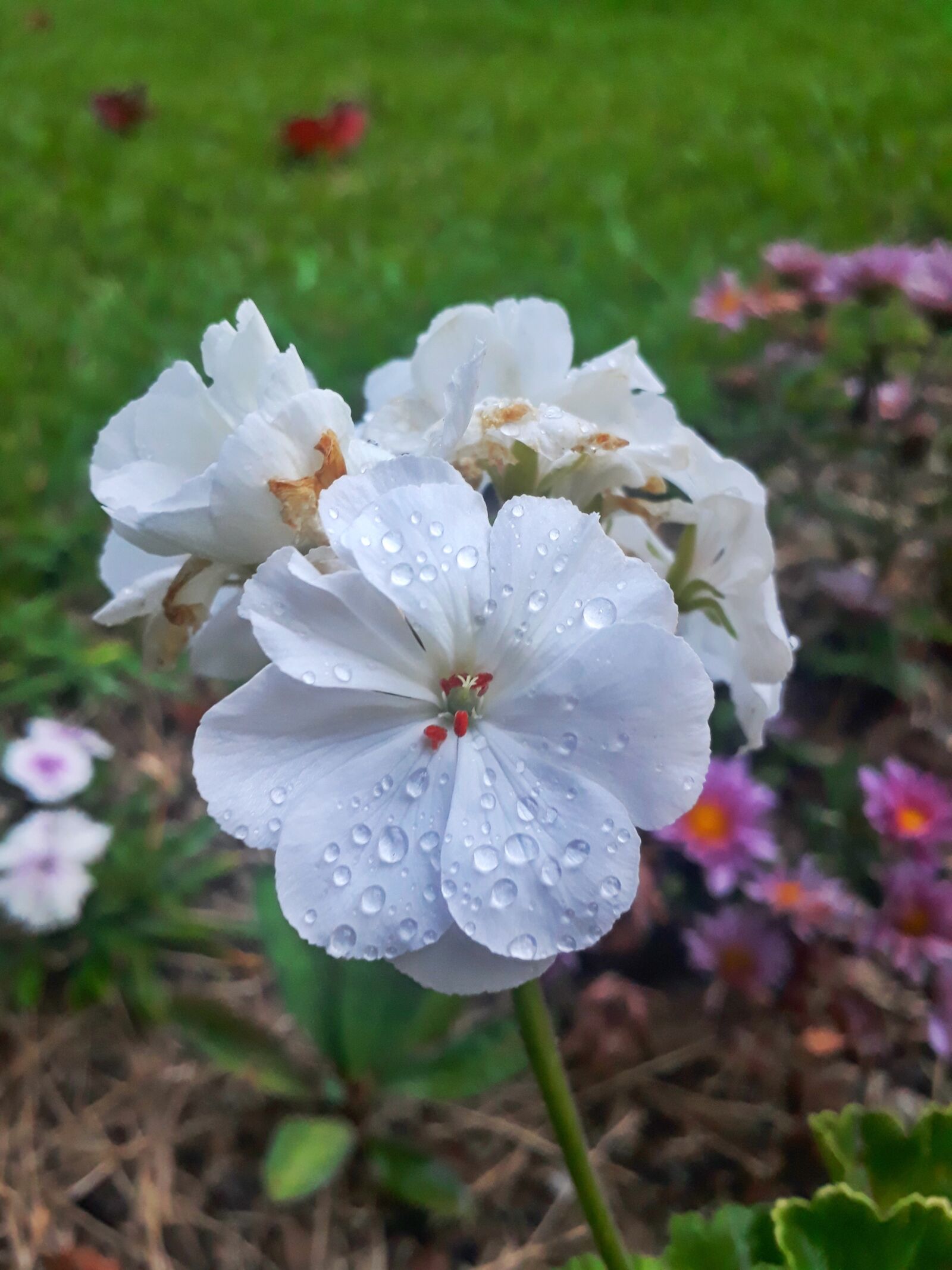 Samsung Galaxy J5 Prime sample photo. Nature, white, flora photography