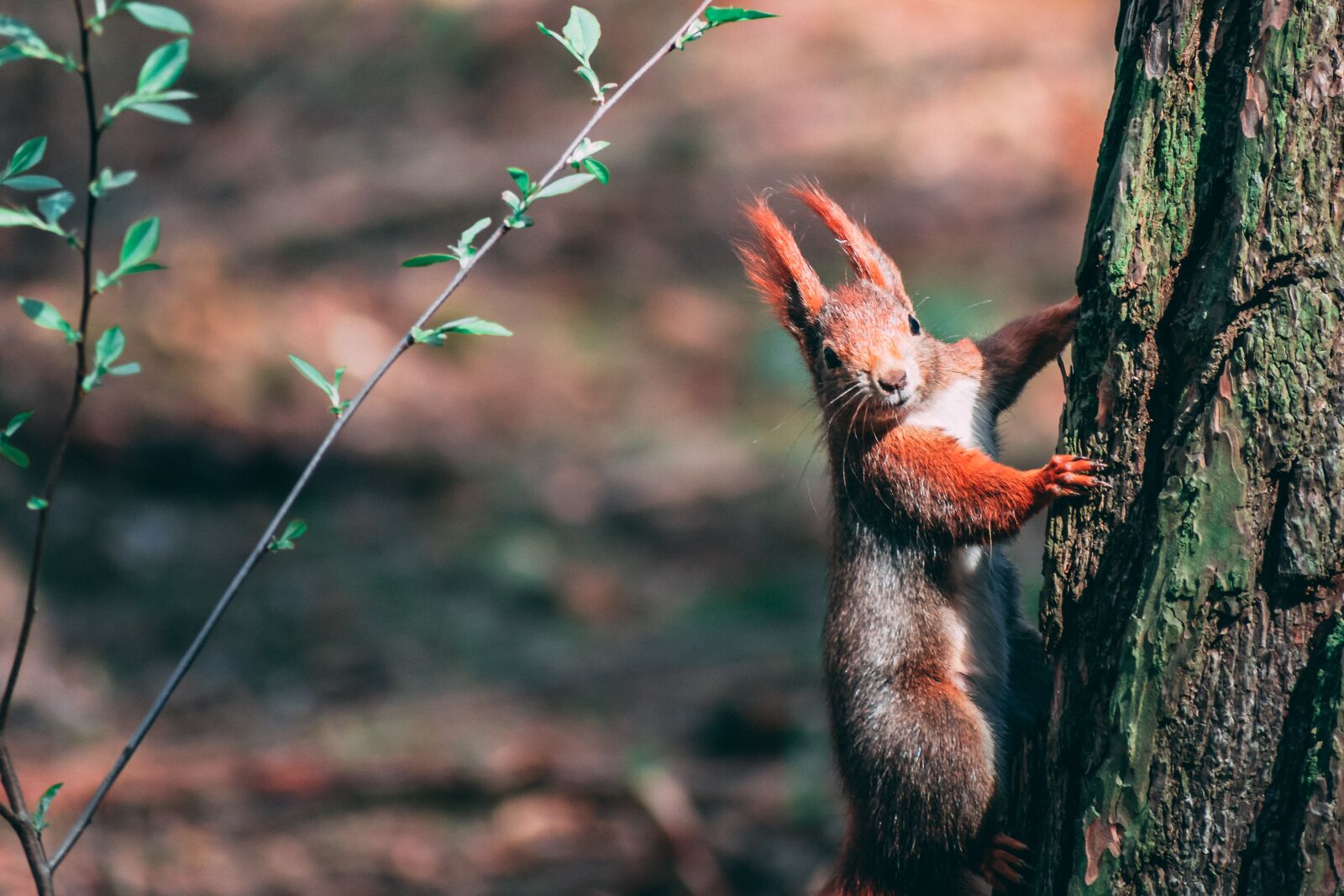 Nikon D3400 sample photo. The squirrel, animals, forest photography