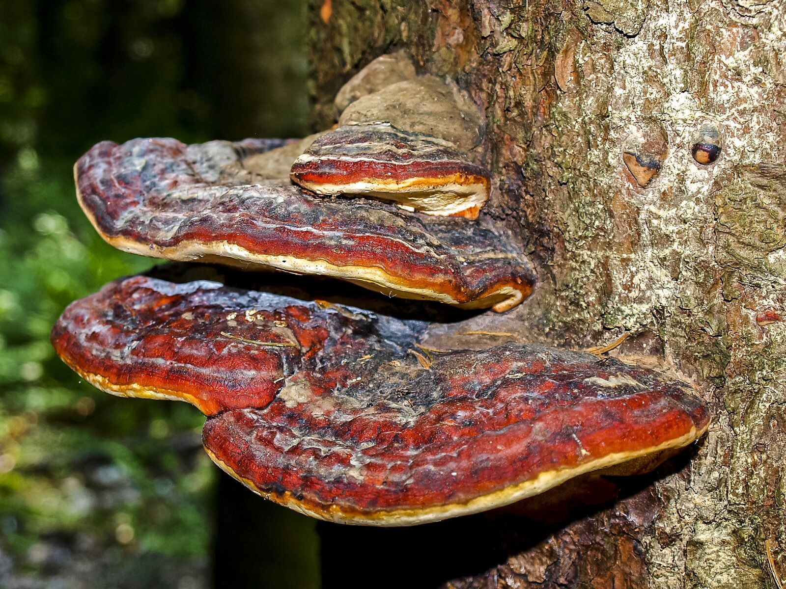 Olympus E-520 (EVOLT E-520) + OLYMPUS 14-42mm Lens sample photo. Tree fungus, mushroom, nature photography