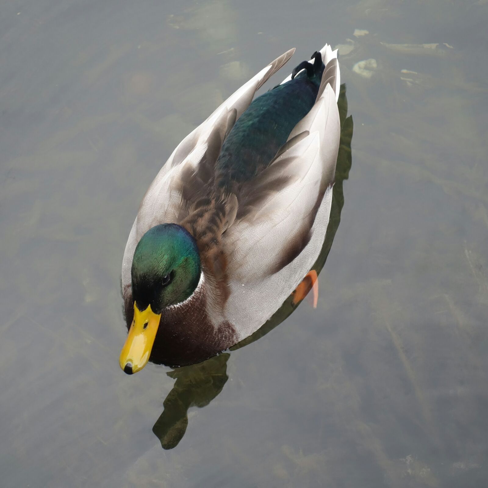 Sony Cyber-shot DSC-RX100 II sample photo. Mallard, duck, female photography