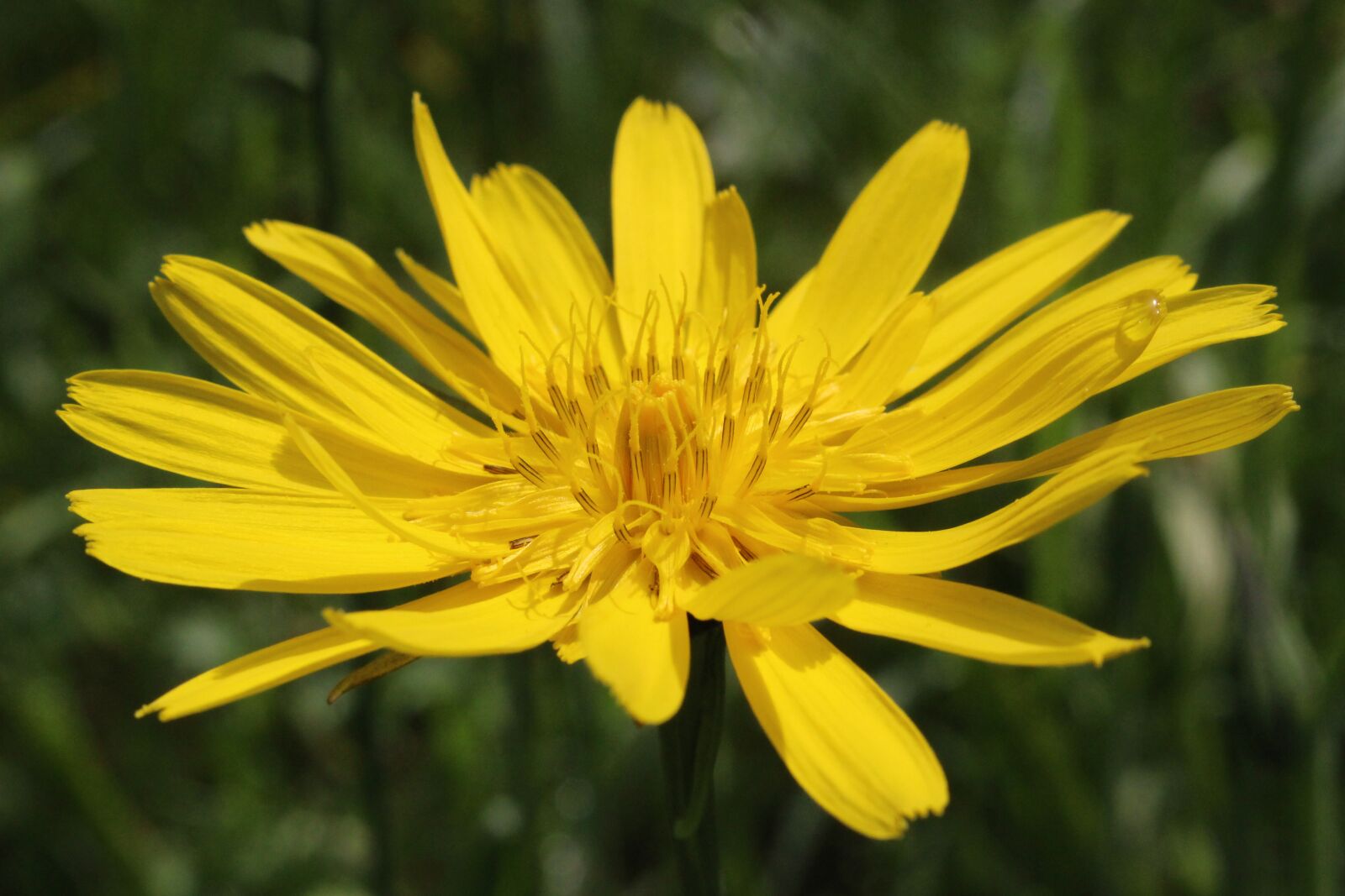 Canon EOS 100D (EOS Rebel SL1 / EOS Kiss X7) sample photo. Flower, yellow, yellow flower photography
