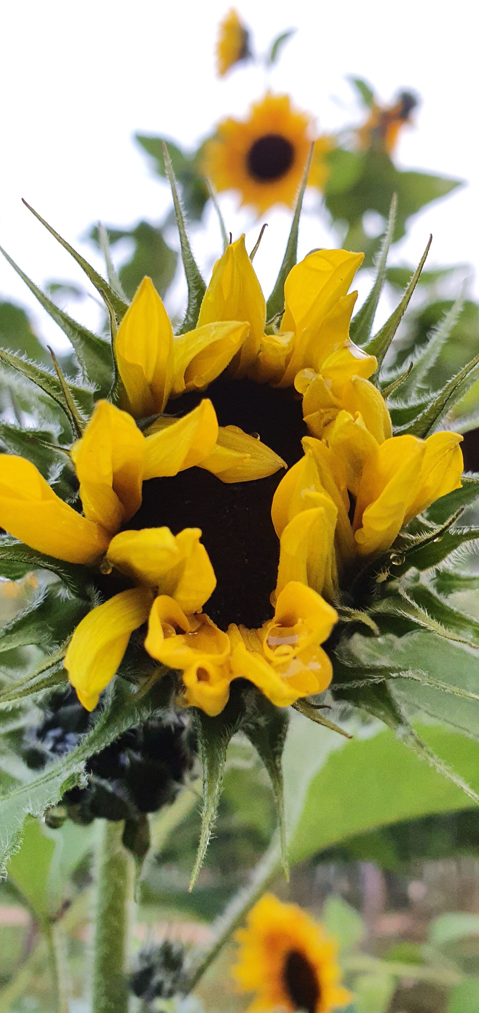 Samsung SM-G975F sample photo. Sunflower, yellow, plant photography