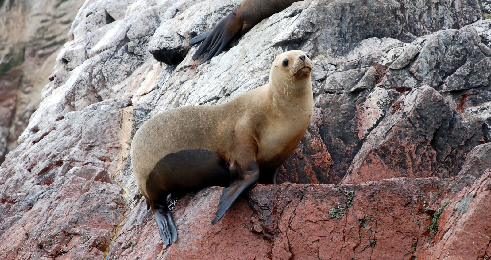 Nikon D80 sample photo. Sea lions, ballestas islands photography