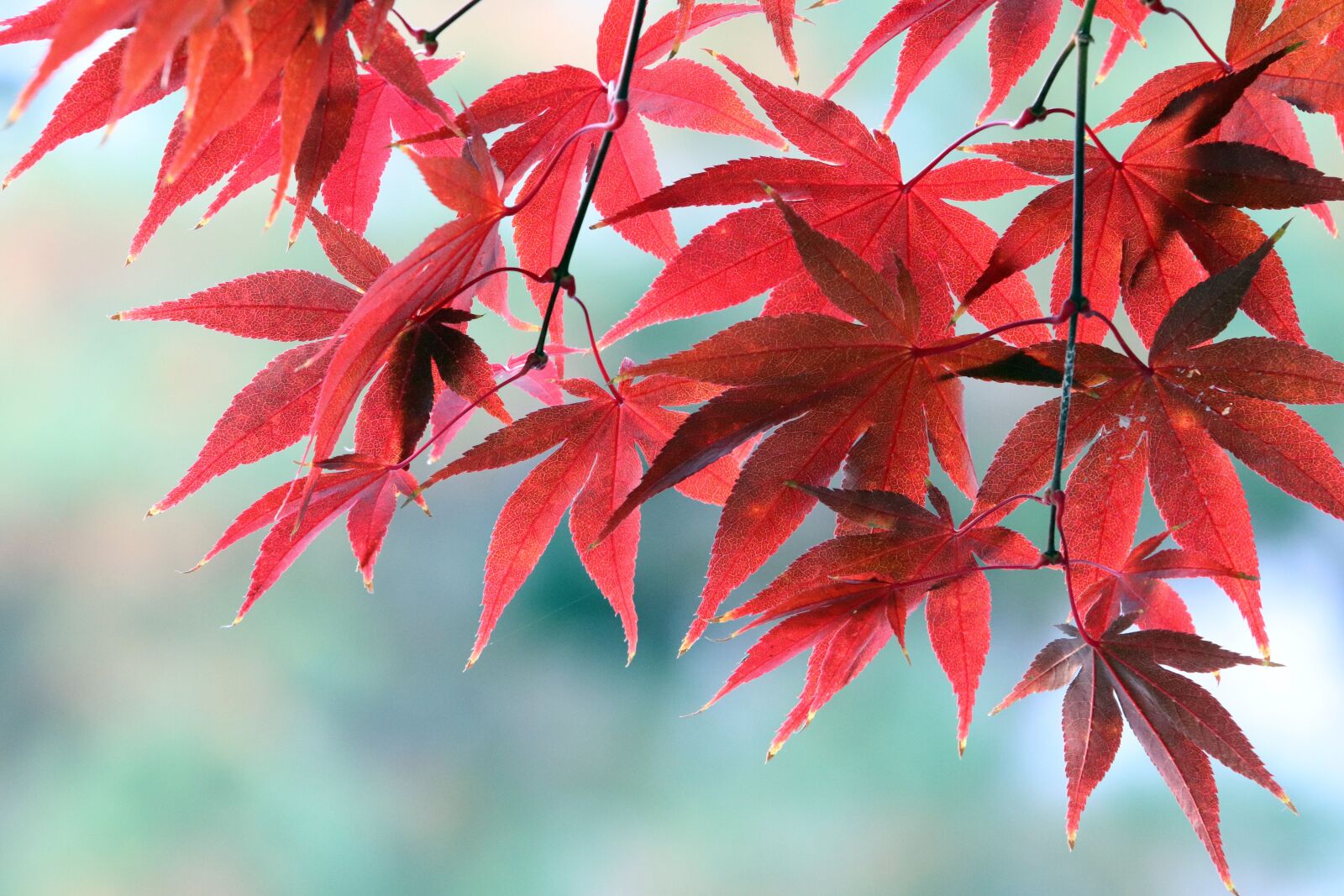 Canon EF 70-200mm F2.8L USM sample photo. Autumn, autumn leaves, the photography