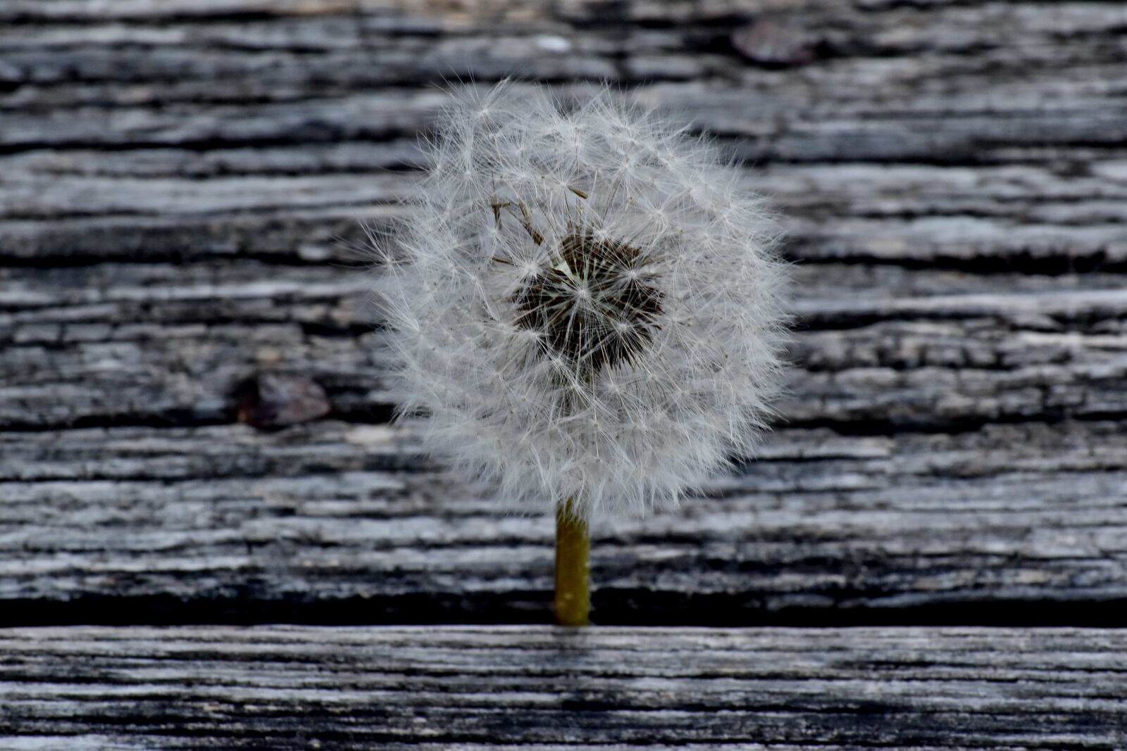 Nikon D5500 sample photo. Dandelion, wood, nature, texture photography