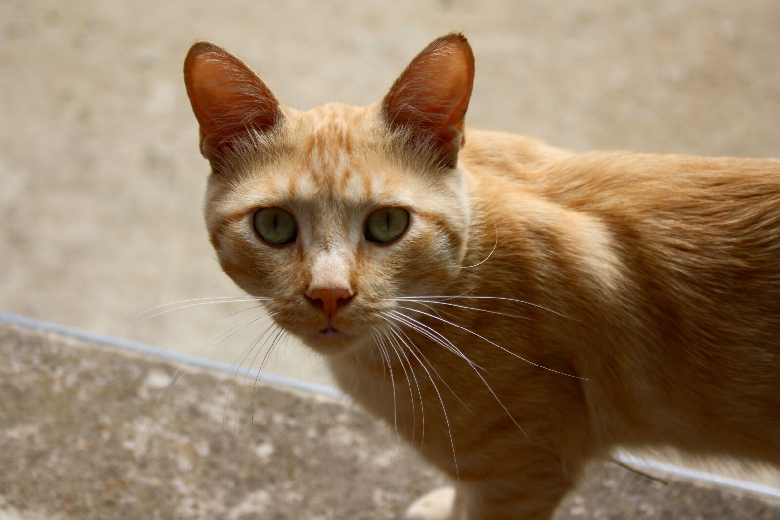 Canon EOS 1000D (EOS Digital Rebel XS / EOS Kiss F) sample photo. Cat, honey, hair photography
