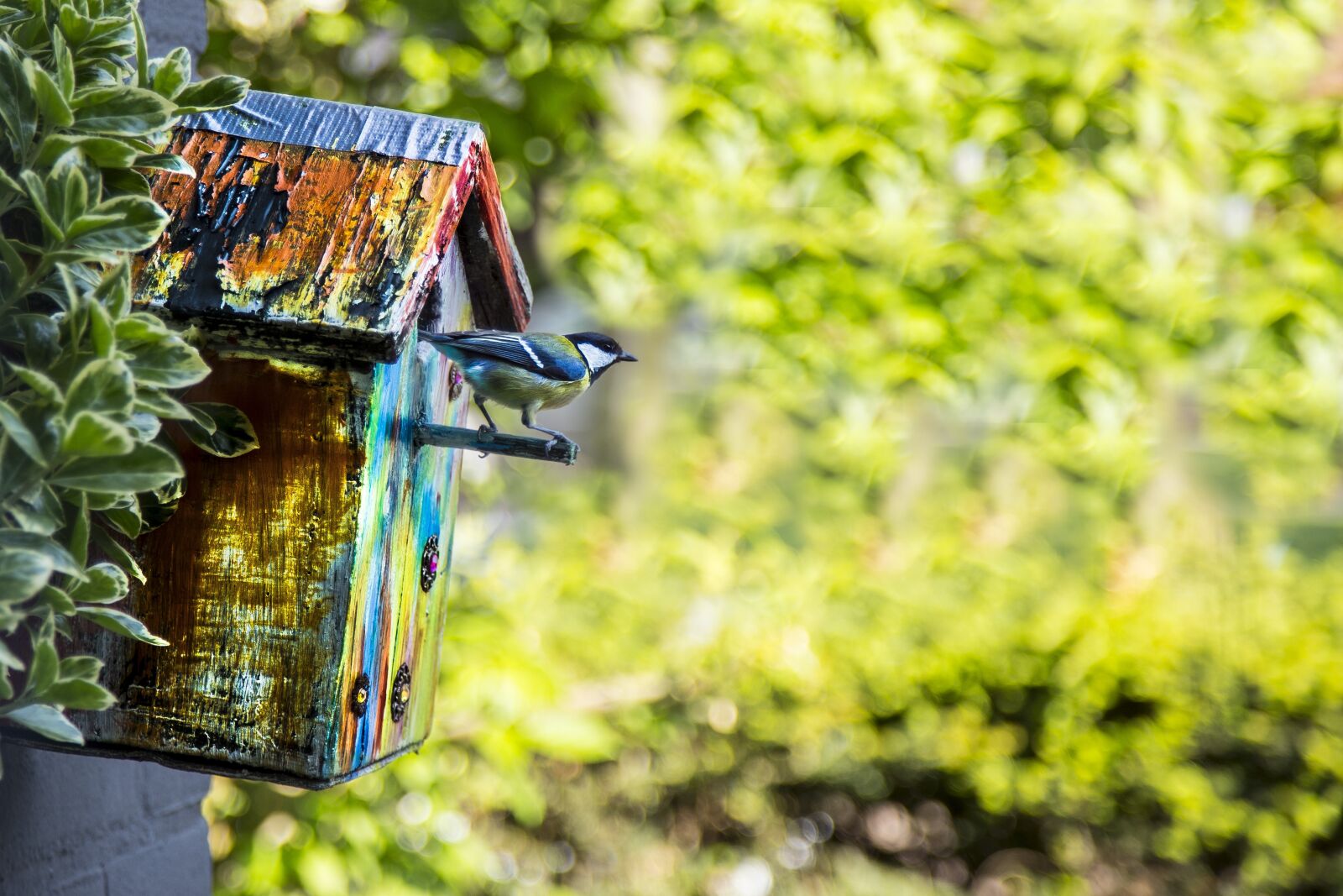 Canon EOS 6D + Canon EF 24-105mm F4L IS USM sample photo. Bird, birdhouse, garden photography