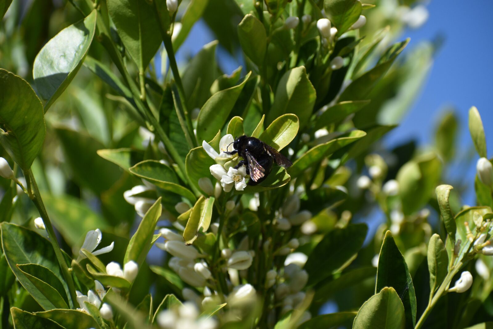 Nikon D3500 sample photo. Bee, black, pollination photography