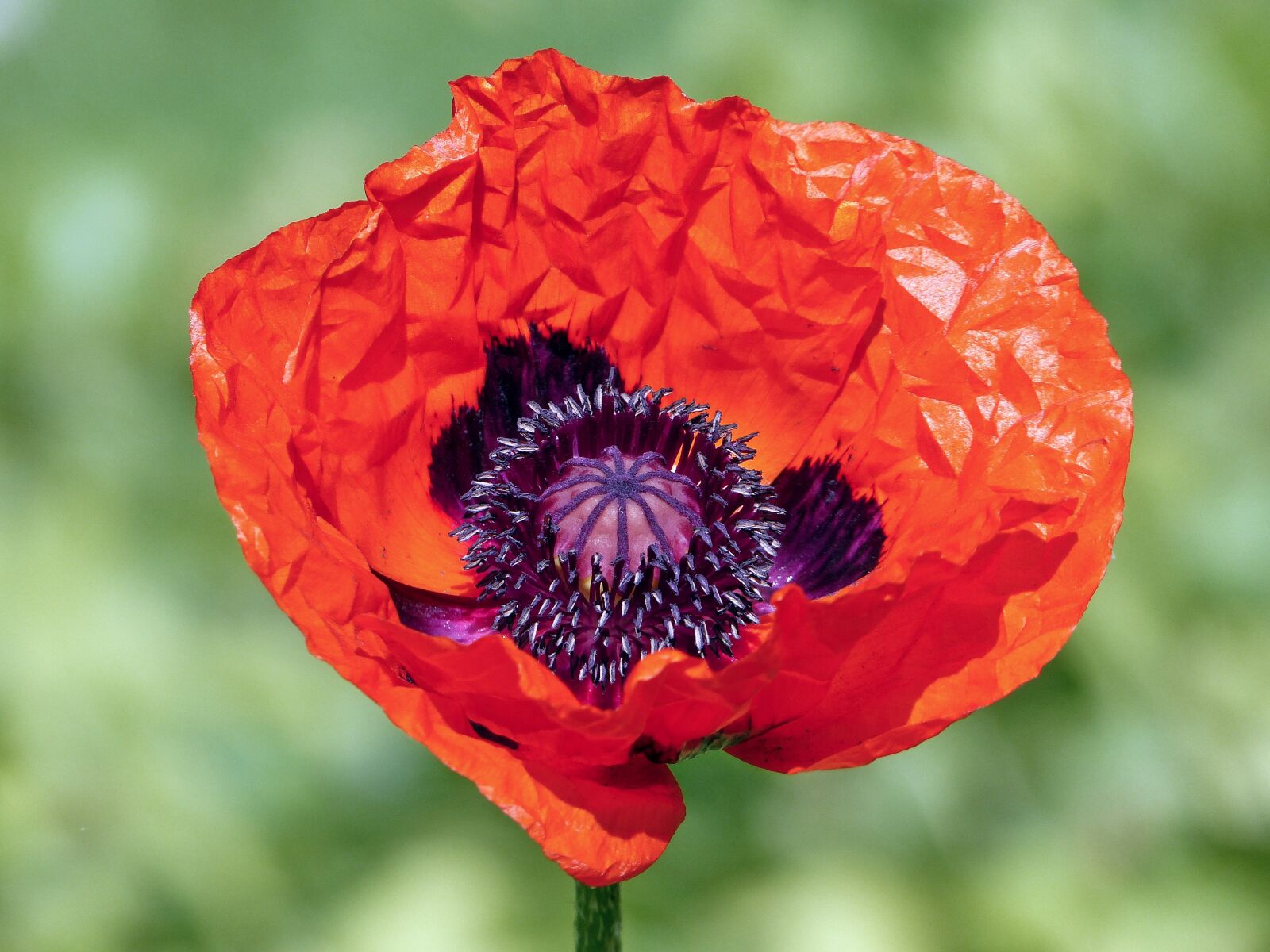 Panasonic Lumix DMC-FZ200 sample photo. Poppy, flower, wildflowers photography