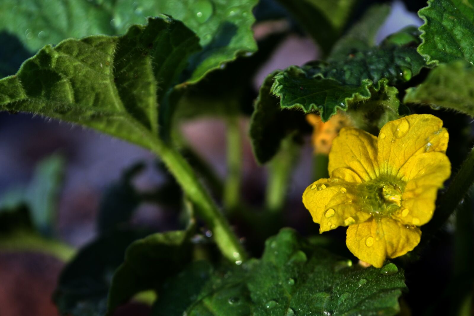 Nikon D3100 sample photo. Flower, bloom, yellow photography