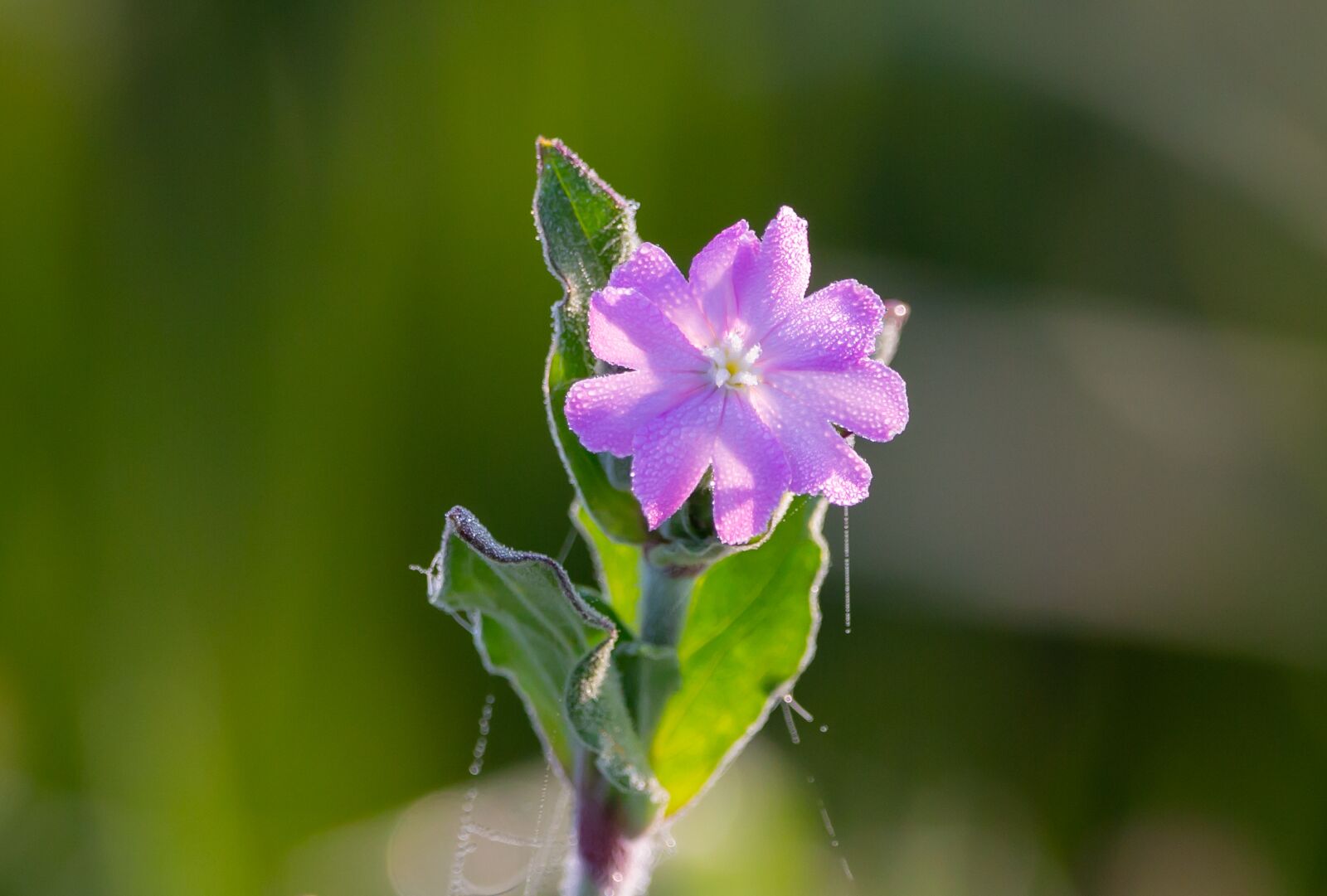 150-600mm F5-6.3 DG OS HSM | Contemporary 015 sample photo. Frozen purple flower, frozen photography