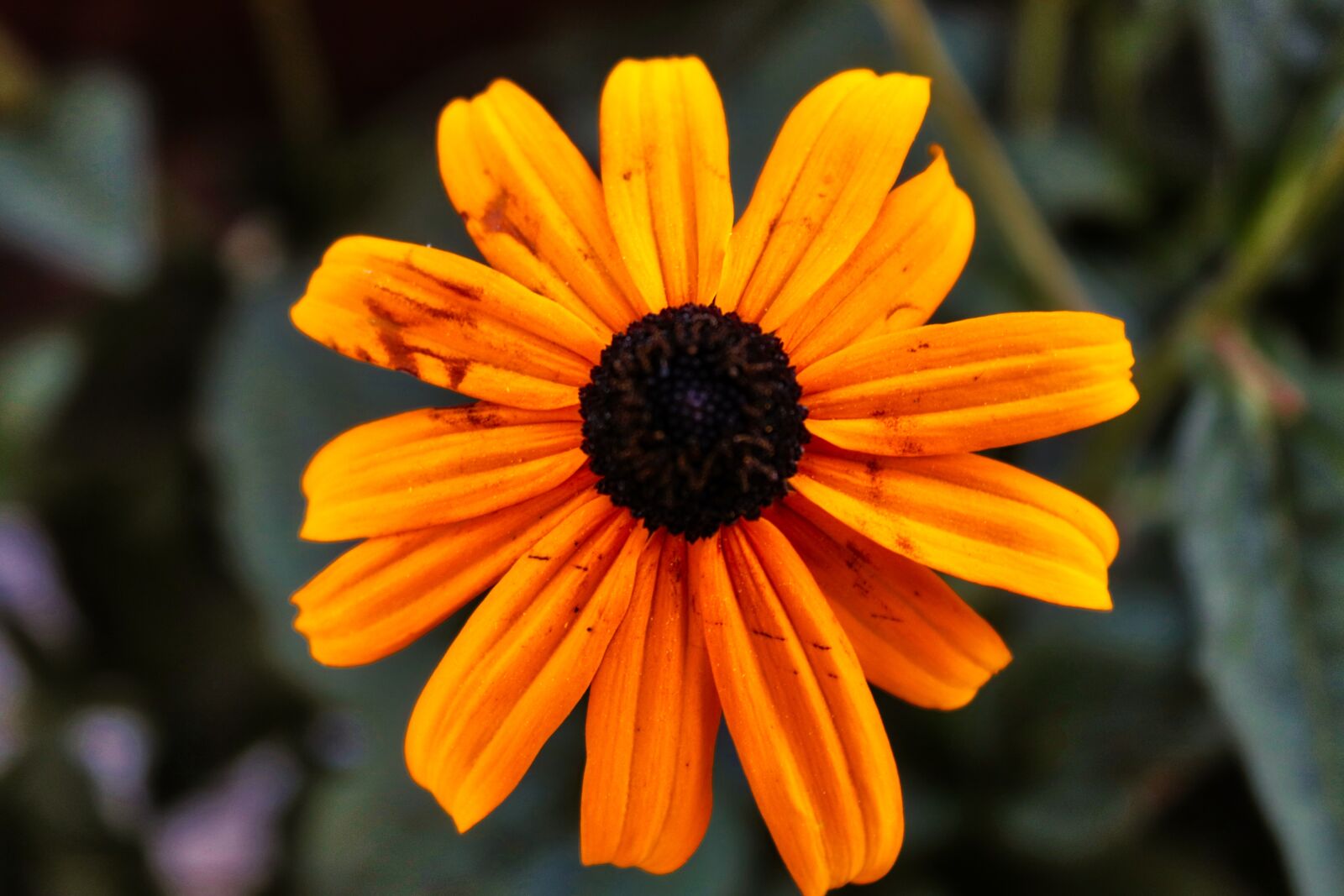 Canon EOS 200D (EOS Rebel SL2 / EOS Kiss X9) sample photo. Flower, yellow, summer photography