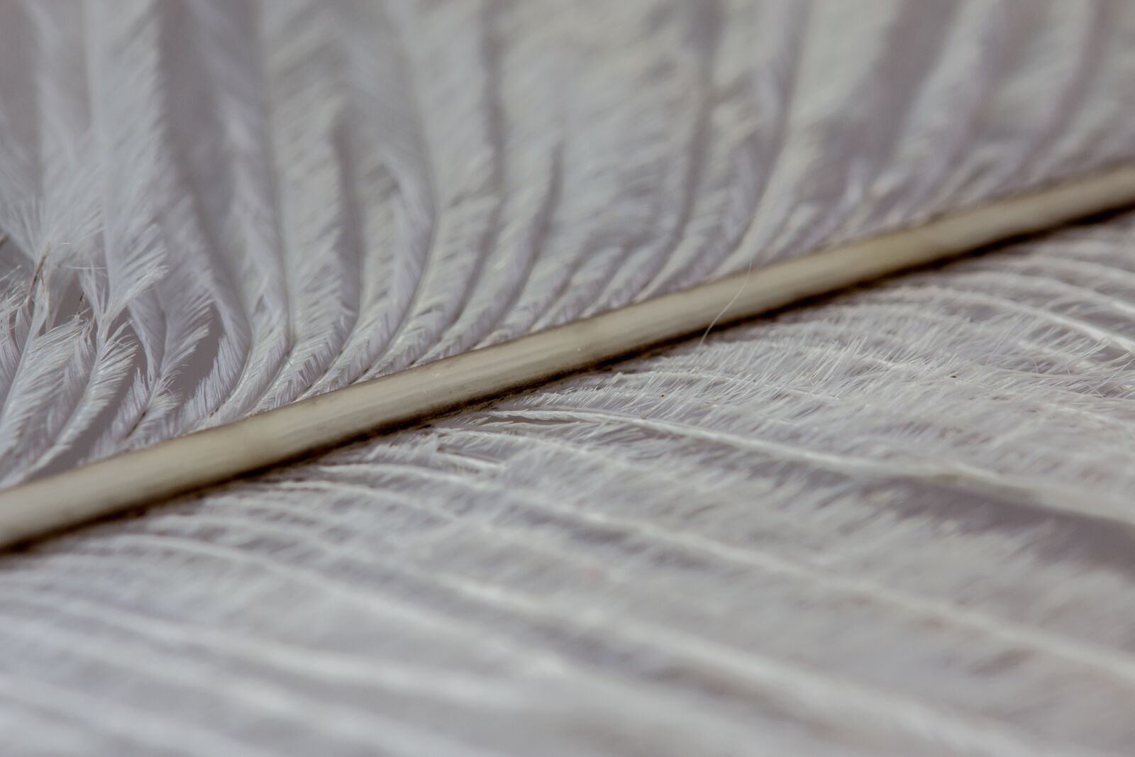 Canon EOS 70D sample photo. Ostrich feather, feather, close photography