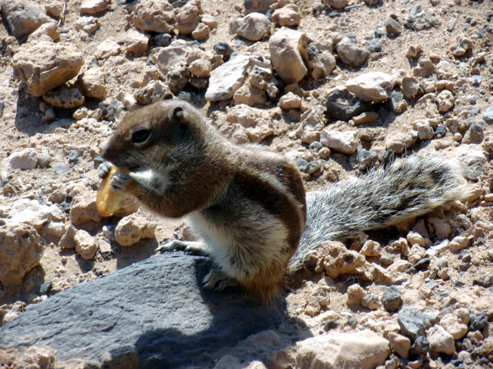 Olympus u9000,S9000 sample photo. Squirrel, biscuit, ritz photography