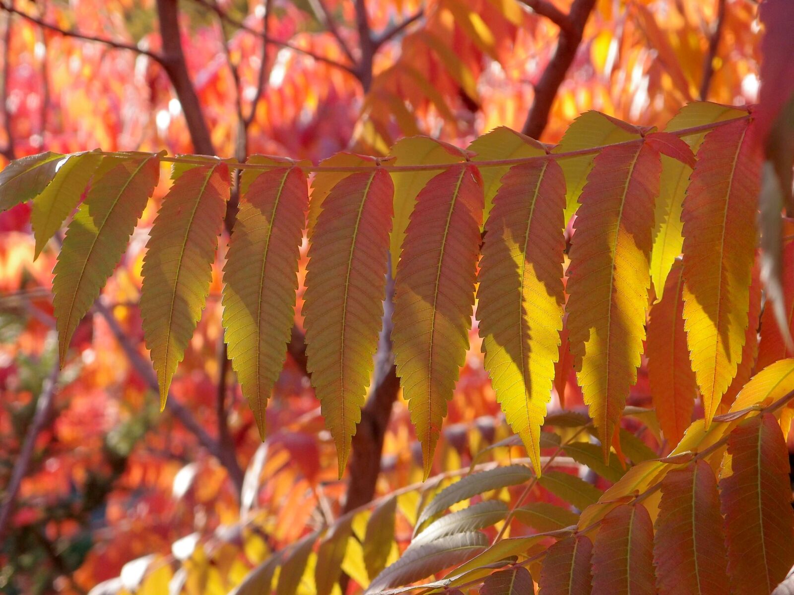 Olympus XZ-1 sample photo. Autumn, foliage, leaves photography