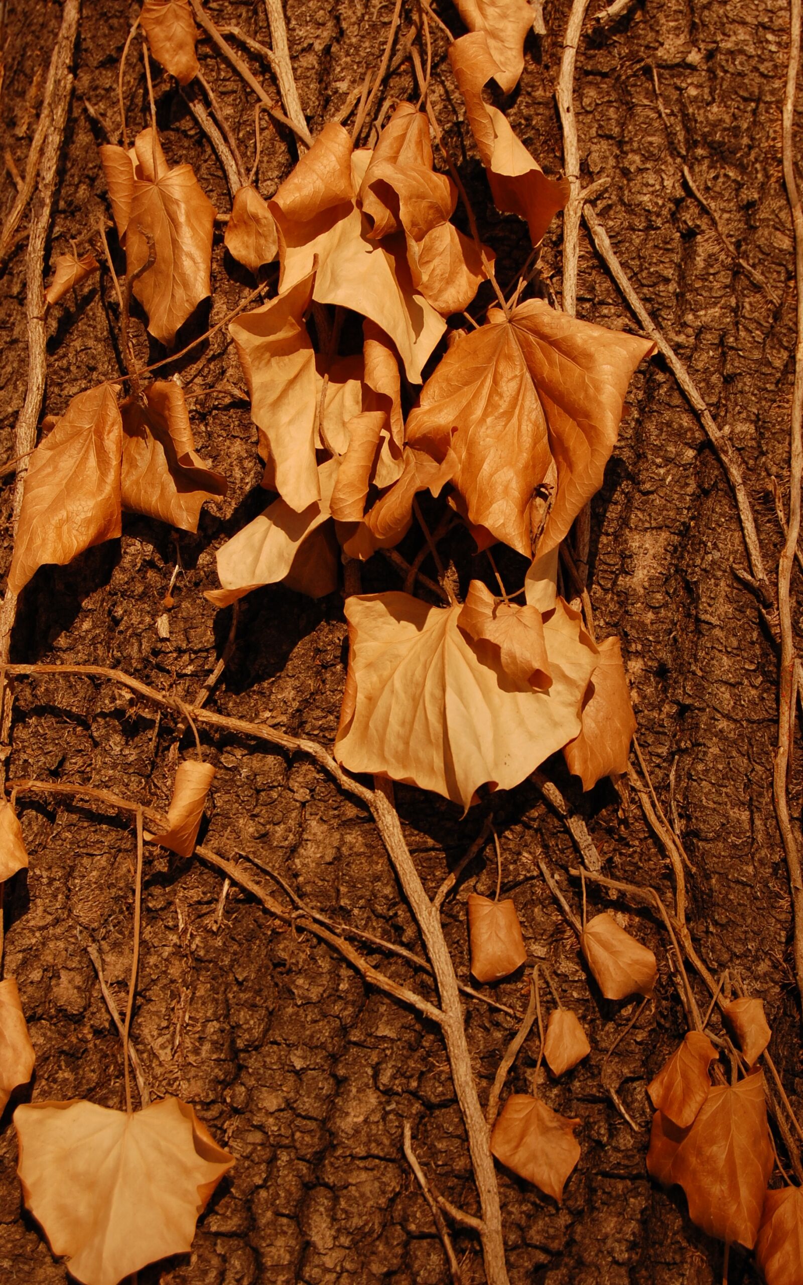 Nikon AF-S DX Nikkor 18-55mm F3.5-5.6G II sample photo. Autumn, ikebana, leaf photography