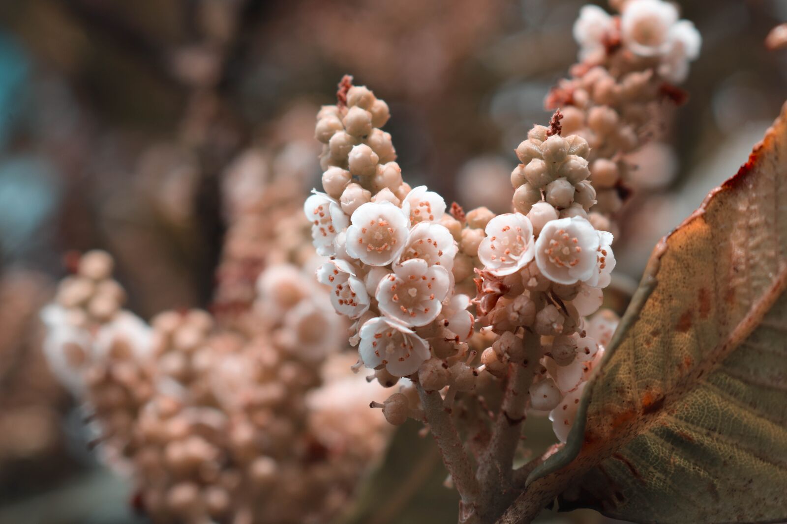 Canon EOS 750D (EOS Rebel T6i / EOS Kiss X8i) sample photo. Plant, botanical, macro photography