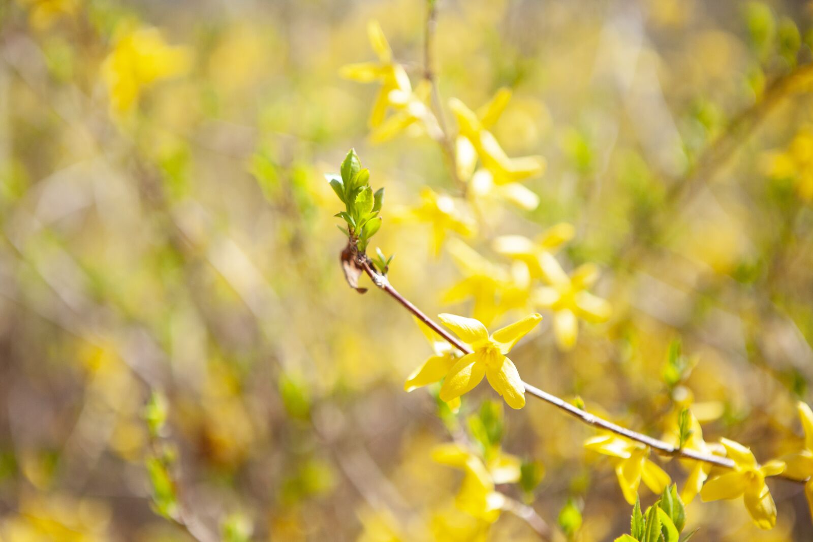 Canon EOS 5D Mark II + Canon EF 24-70mm F2.8L USM sample photo. Forsythia, spring, flowers photography