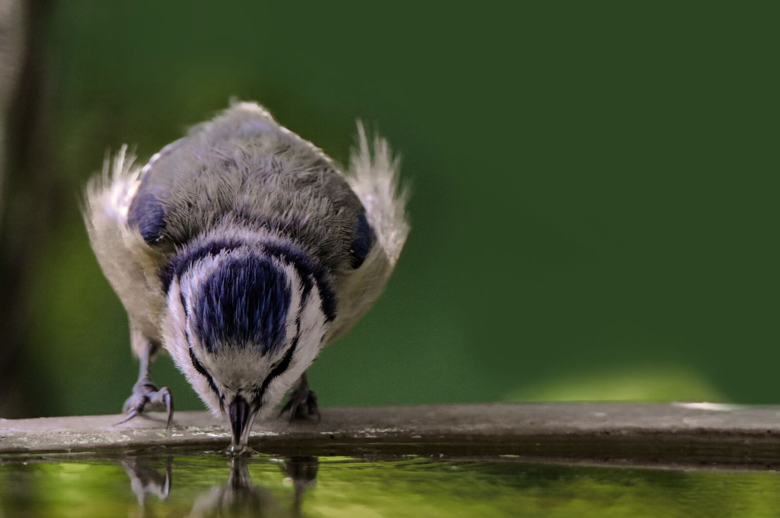 Canon EOS 70D + Tamron SP 150-600mm F5-6.3 Di VC USD sample photo. Animal world, bird, tit photography