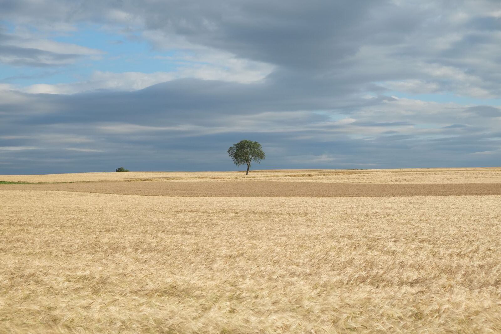 Fujifilm X-E1 sample photo. Field, summer, nature photography
