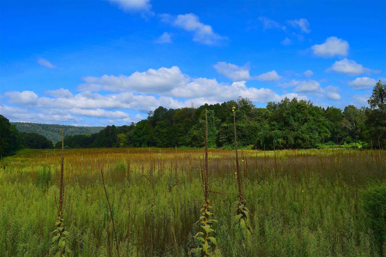 Nikon D3300 sample photo. Field, nature, landscape photography