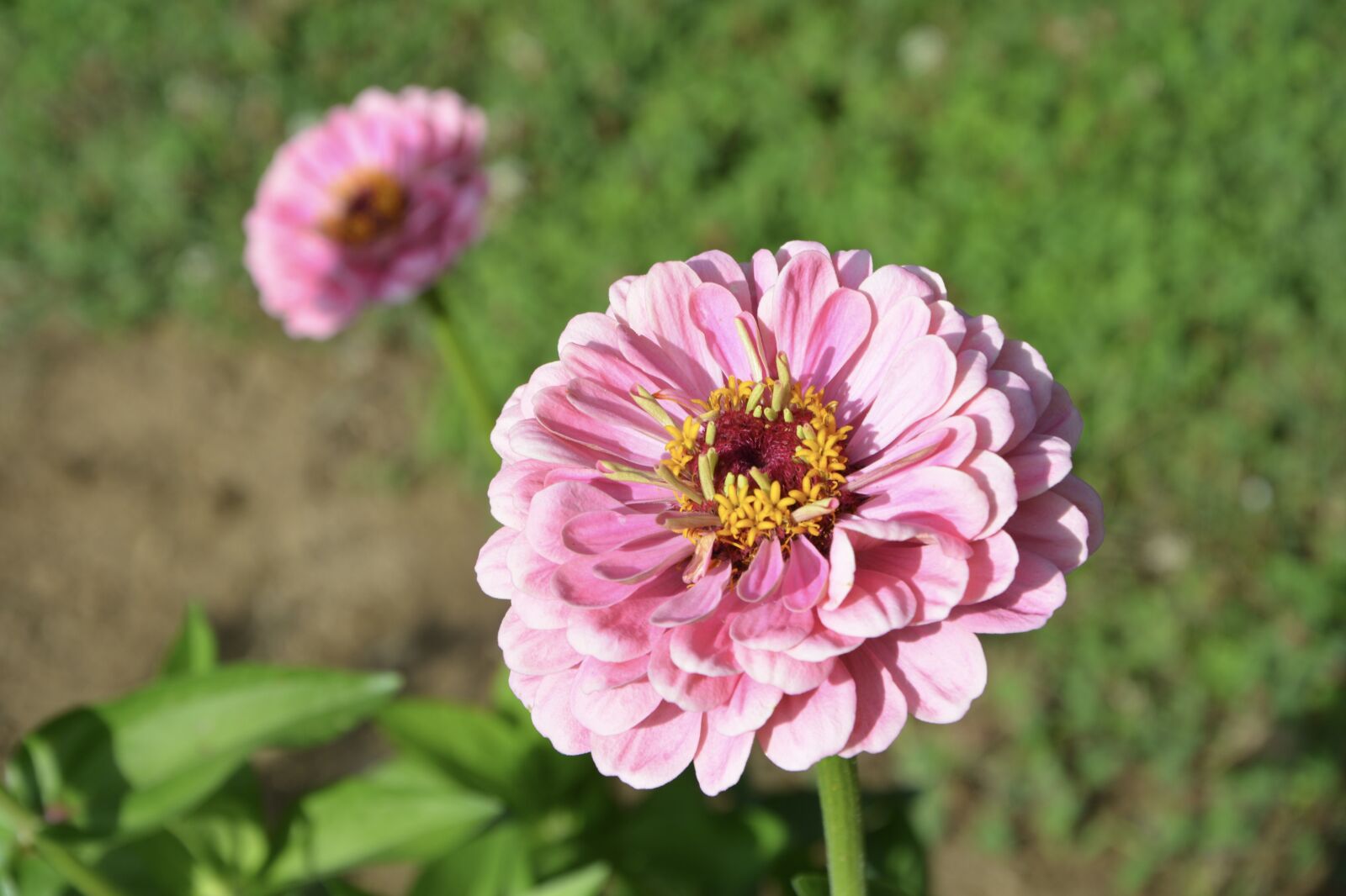 Nikon D5200 sample photo. Flower, flowers, petals photography