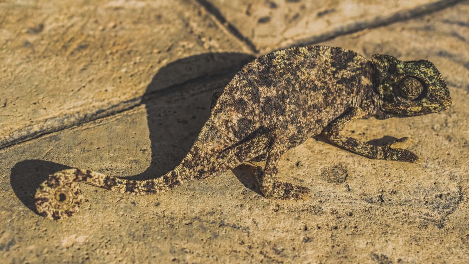 Nikon D3300 sample photo. Chameleon, nature, reptile photography