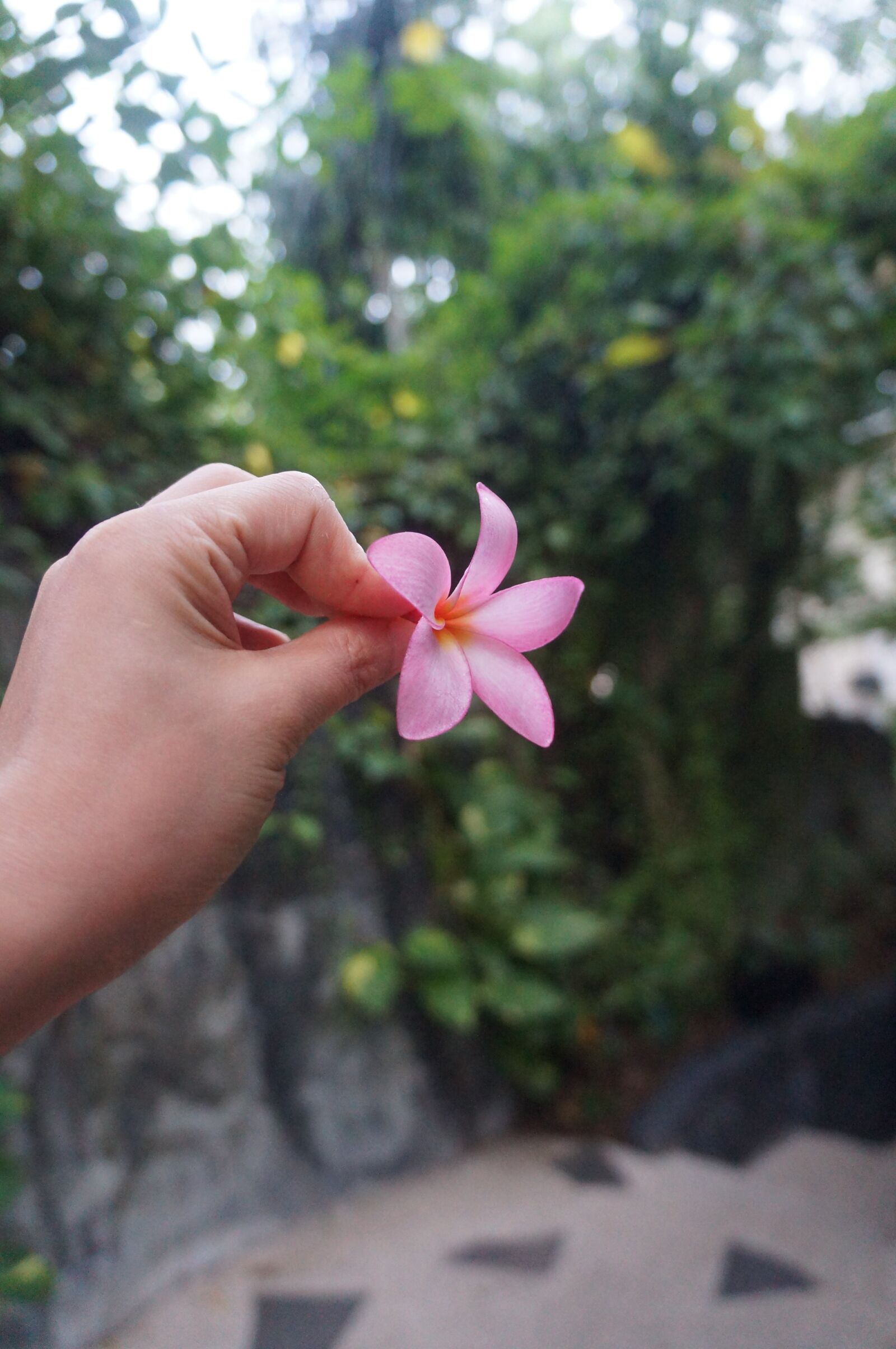 Sony Alpha NEX-F3 sample photo. Plumerilla, flower, cebu photography