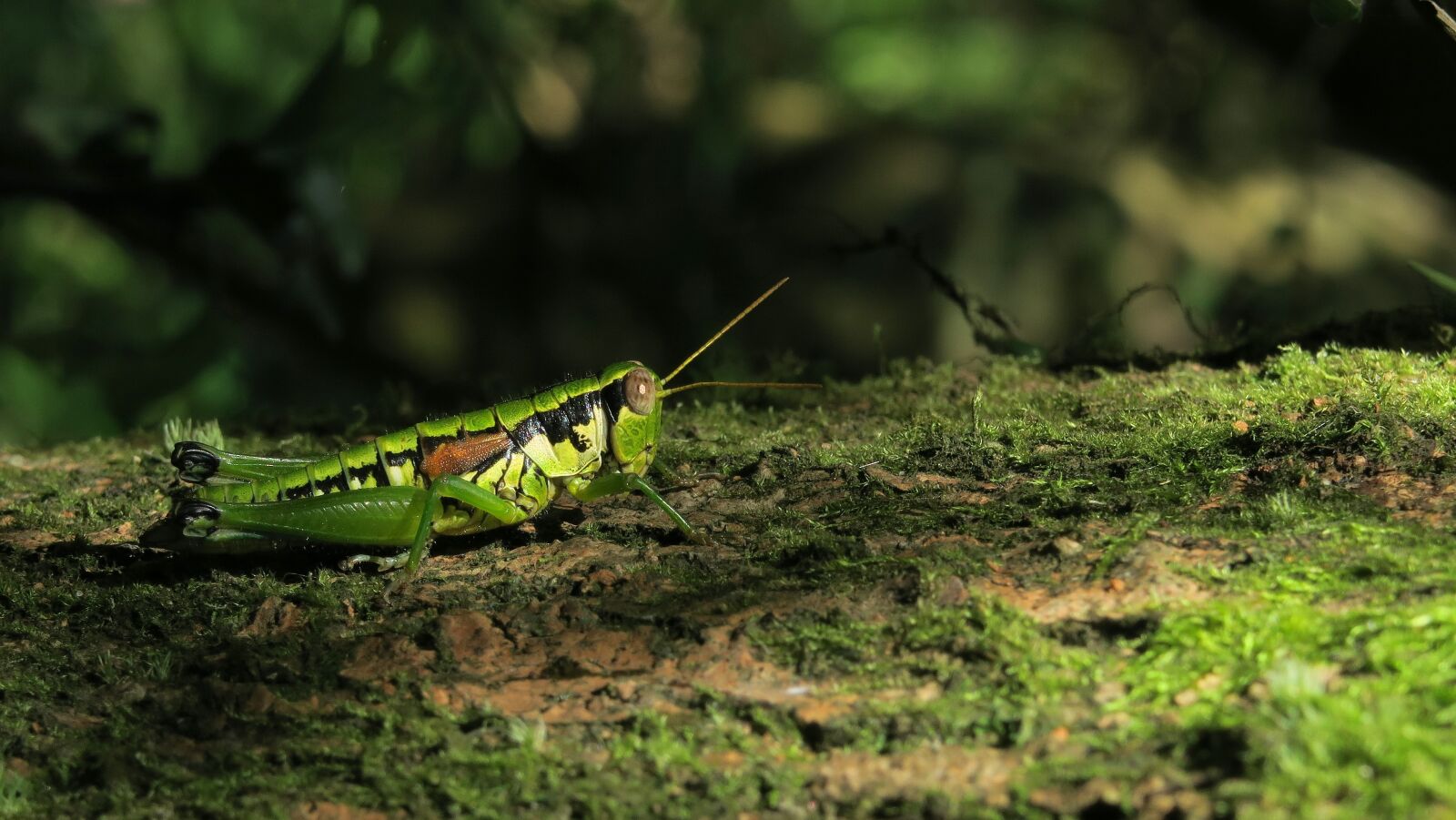 Canon PowerShot G7 X sample photo. Insect, grasshopper photography