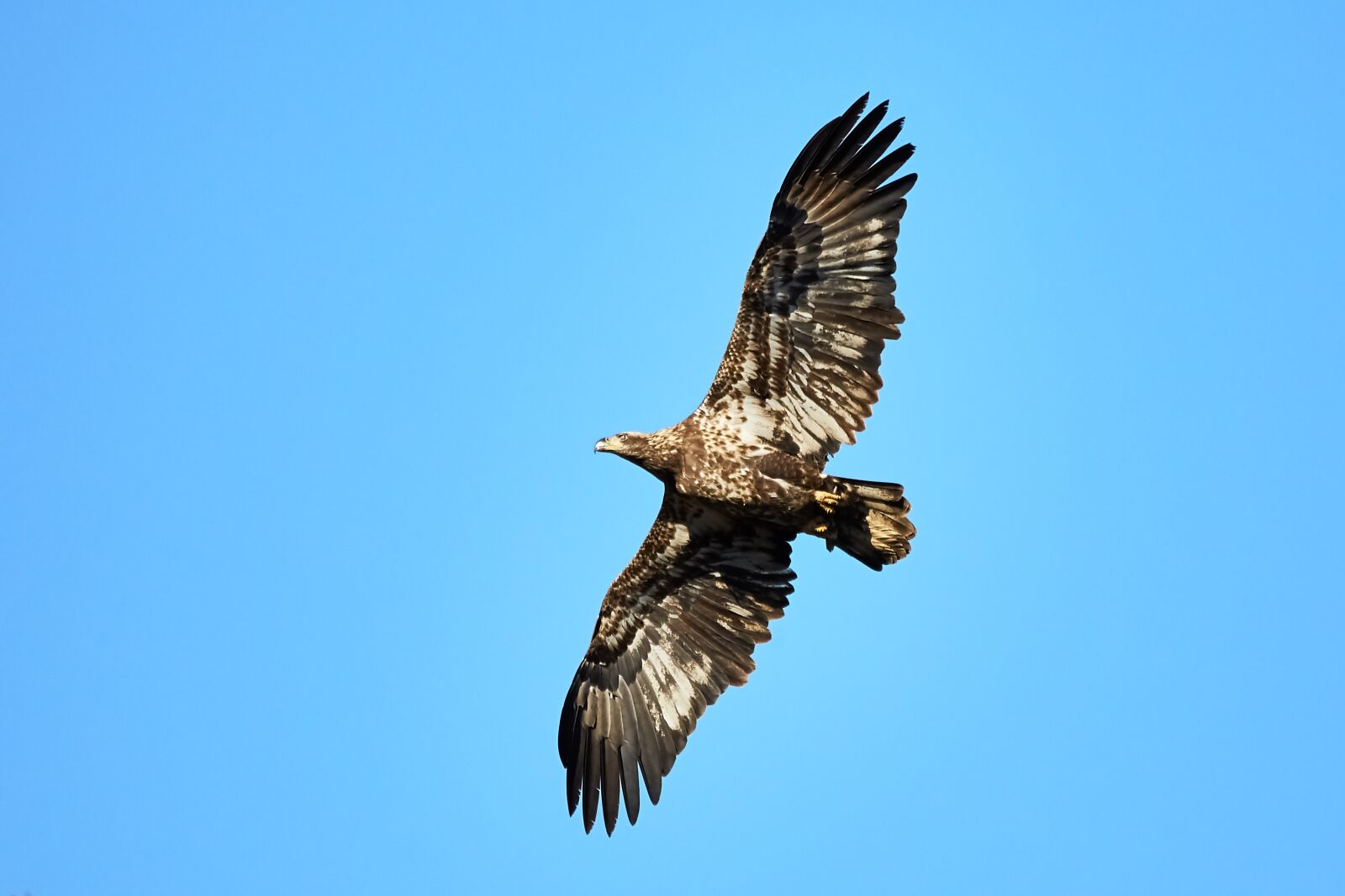 150-600mm F5-6.3 DG OS HSM | Contemporary 015 sample photo. Eagle, bald eagle, bif photography