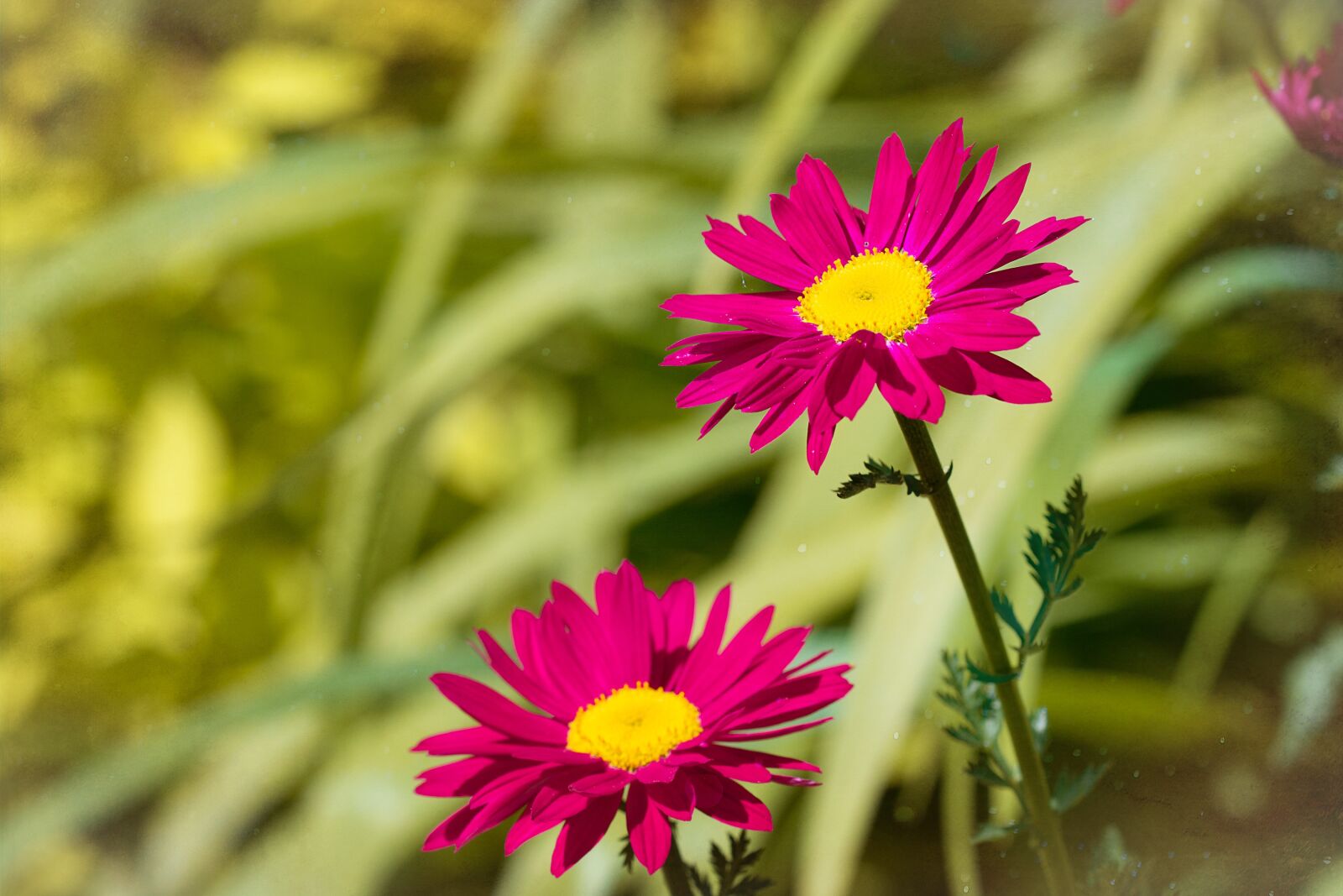 Nikon D7100 sample photo. Flowers, pink, red photography