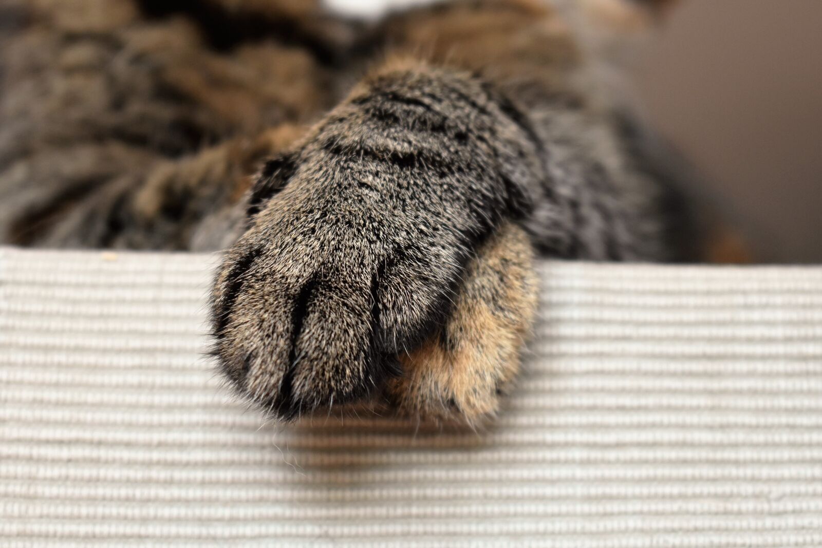 Nikon D5500 sample photo. Cats paws, animal paw photography