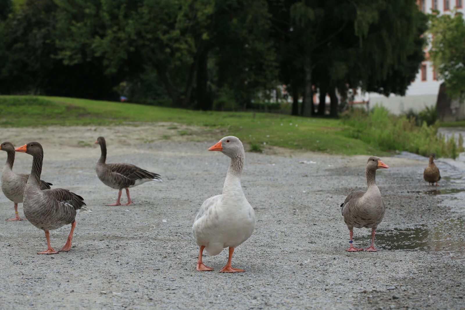 Canon EF 100mm F2.8L Macro IS USM sample photo. Geese, animals, nature photography