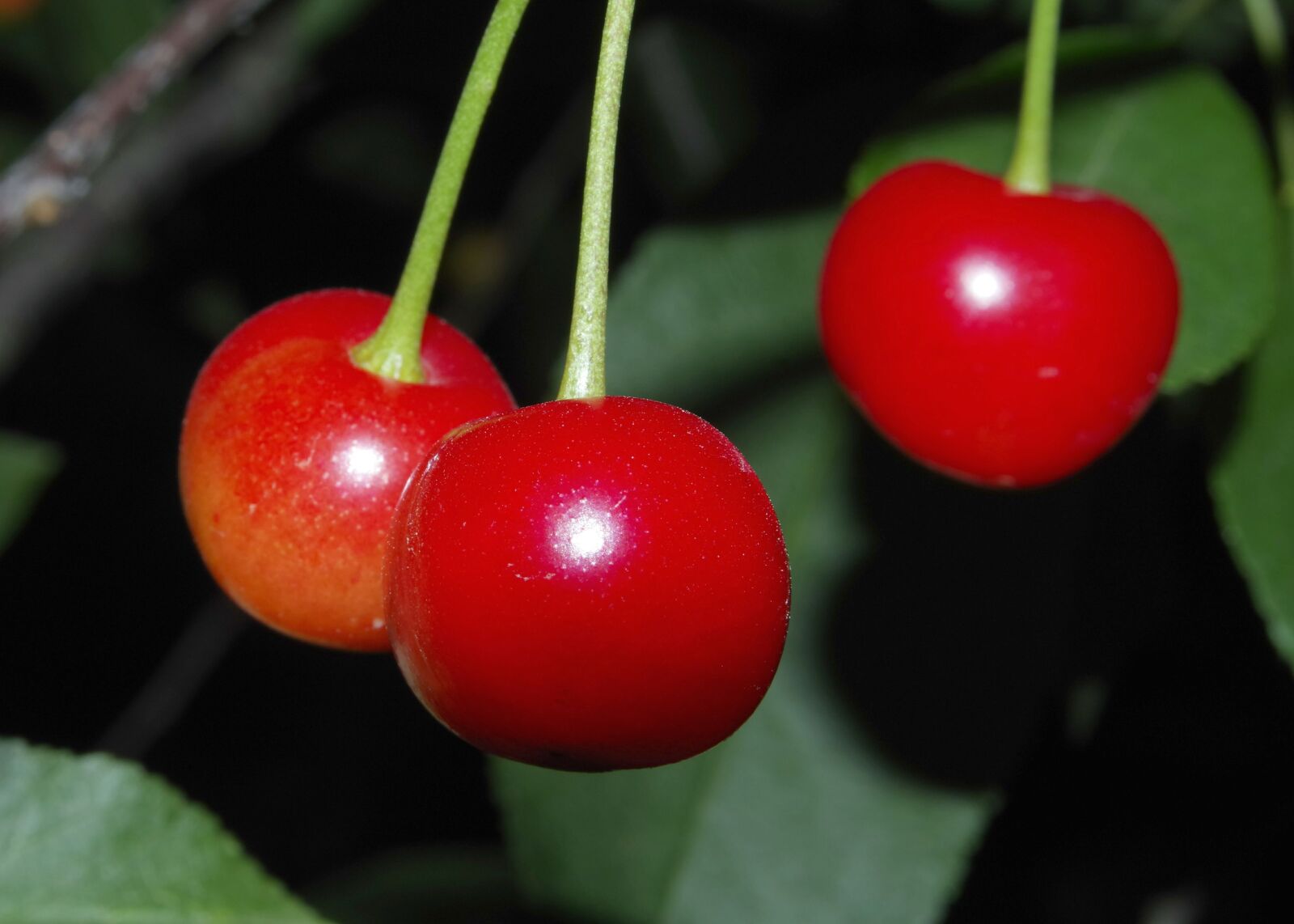 Pentax K-S2 sample photo. Cherry, cherries, fruit photography