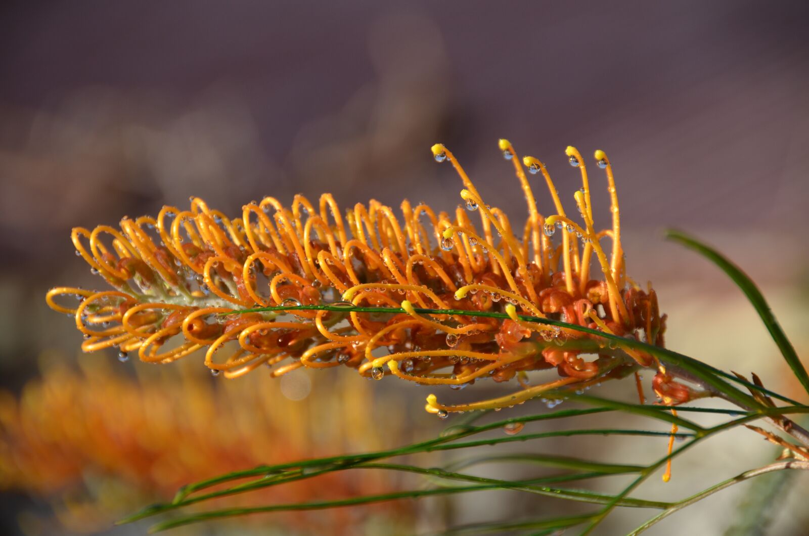 Nikon D7000 sample photo. Flower, natural, garden photography