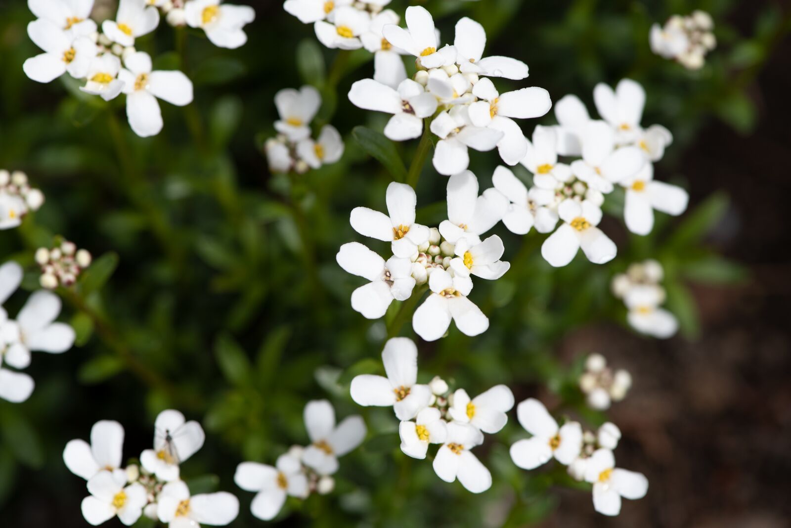 Nikon D750 sample photo. Flowers, white, garden photography