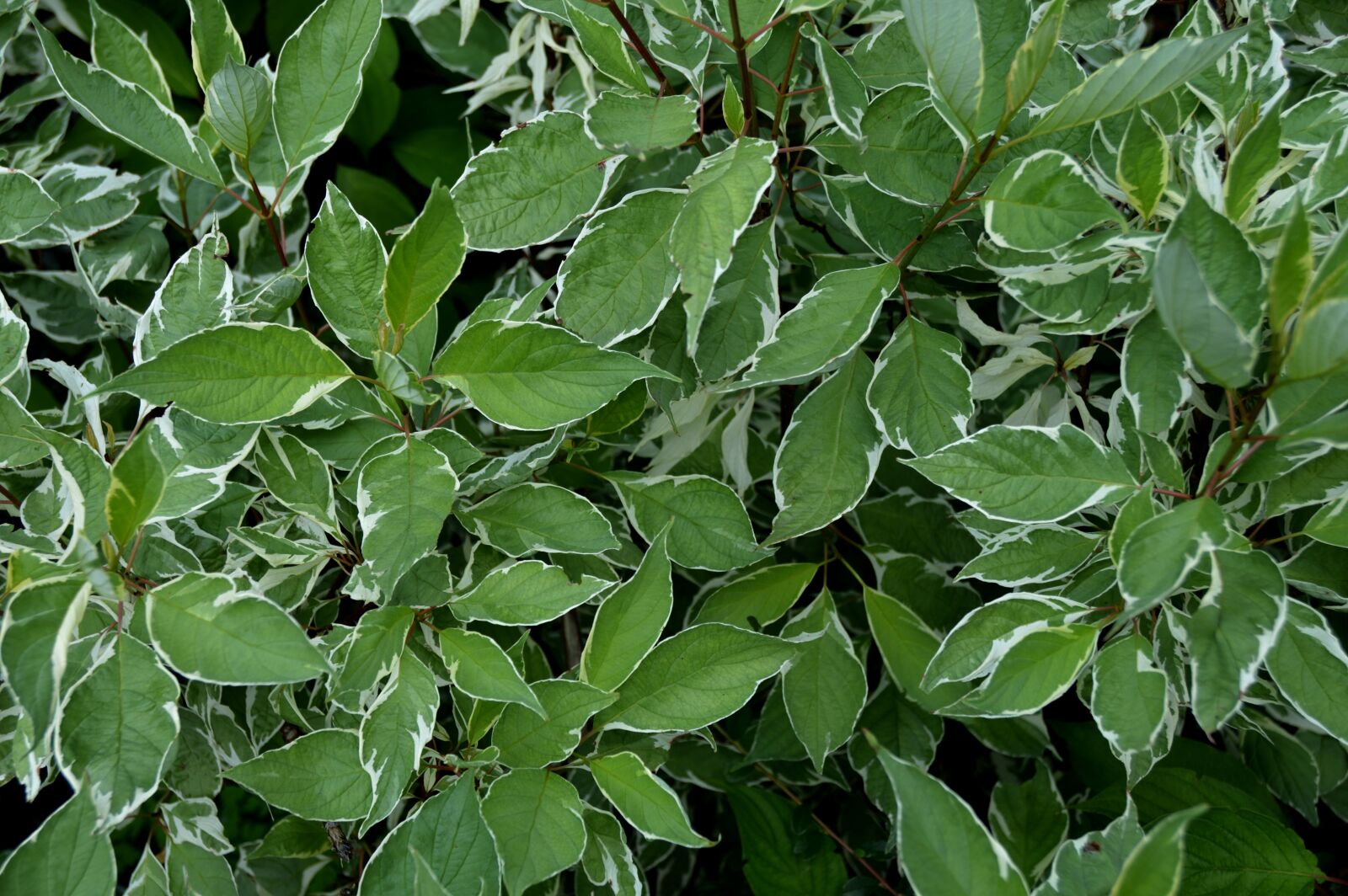 Nikon D3200 sample photo. Texture, leaves, light photography