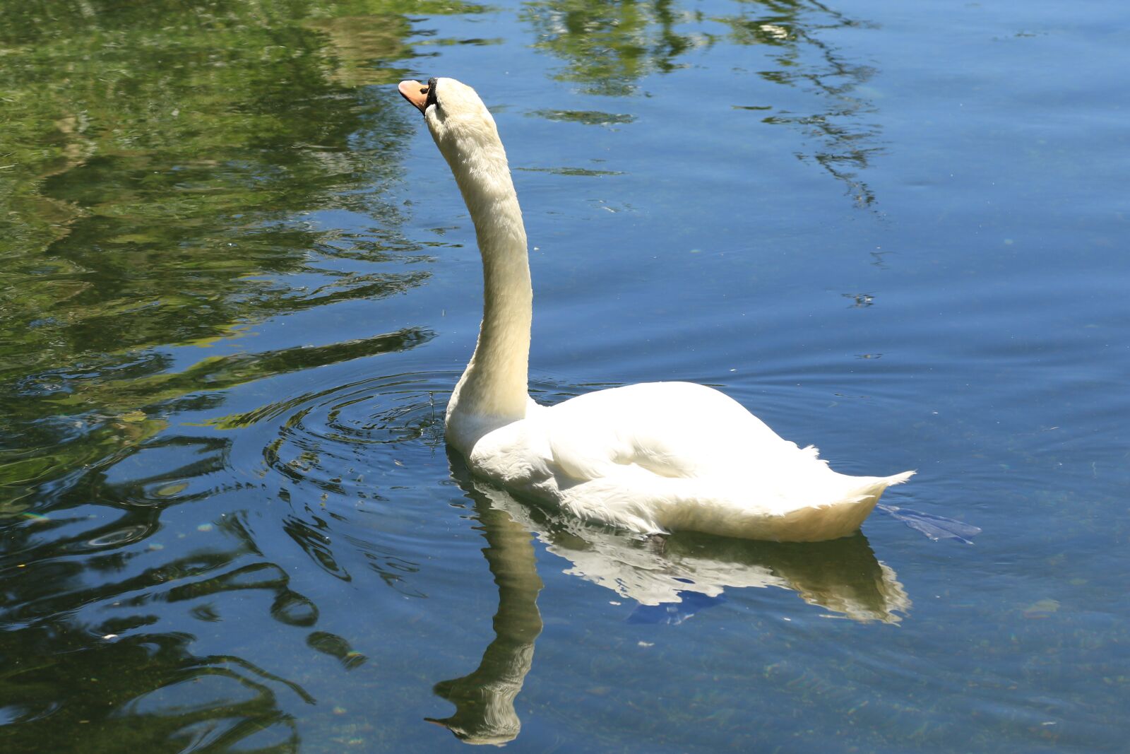 Canon EOS 7D Mark II sample photo. Swan, white, water photography